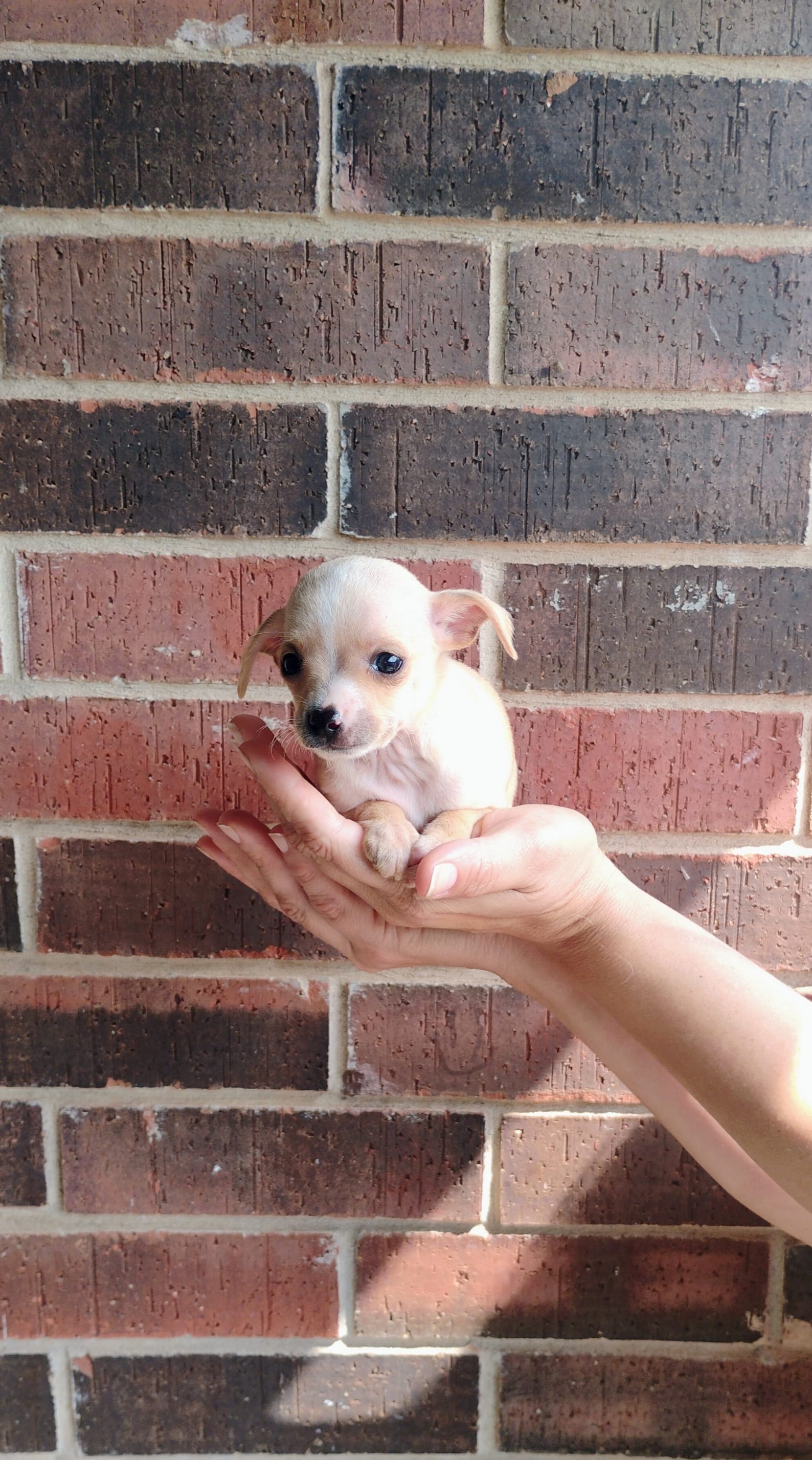 Lucas – Chihuahua puppy for sale in Paoli, OK