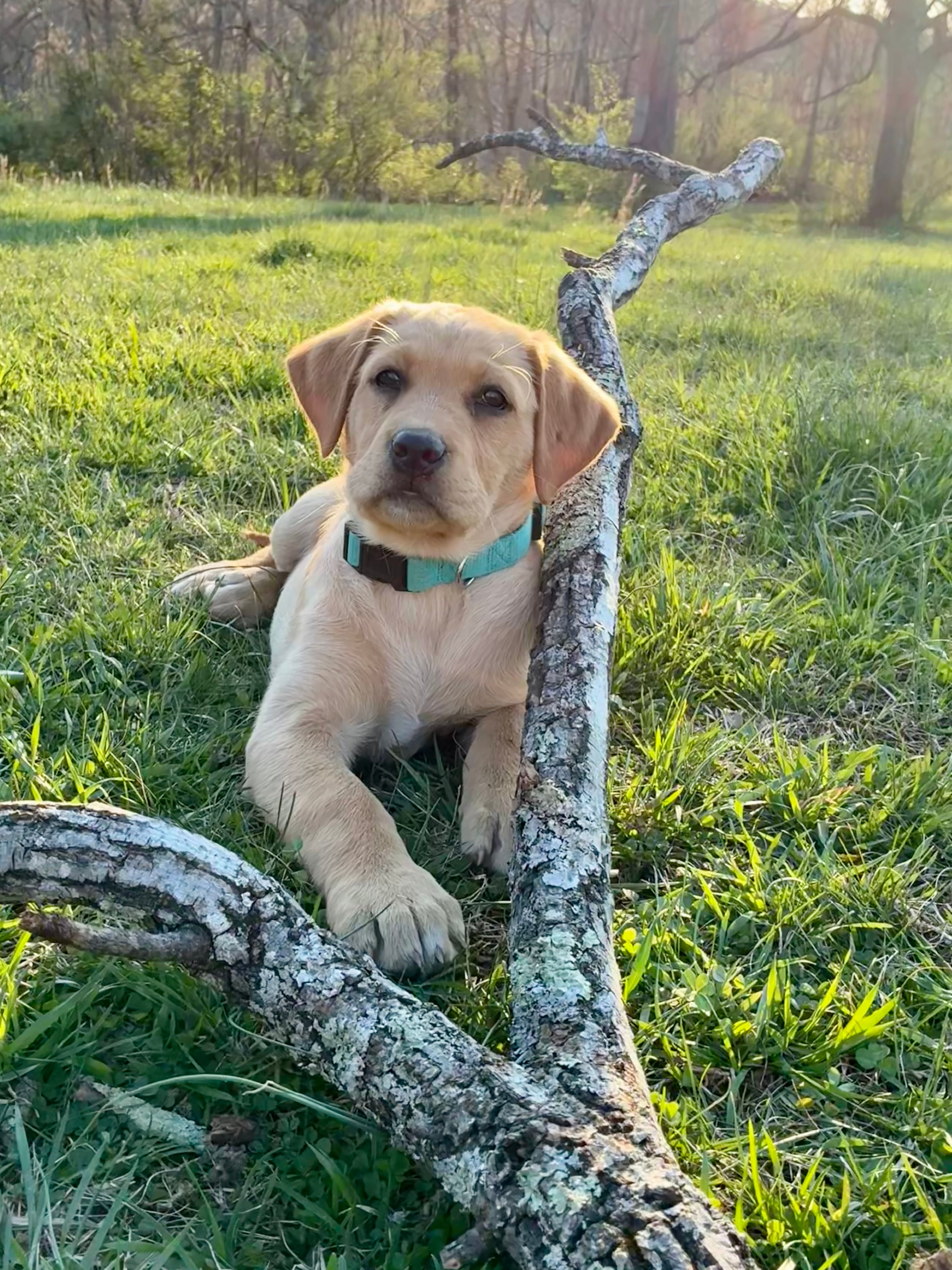 Ms. Light Blue collar  – Labrador Retriever puppy for sale in Parksville, KY
