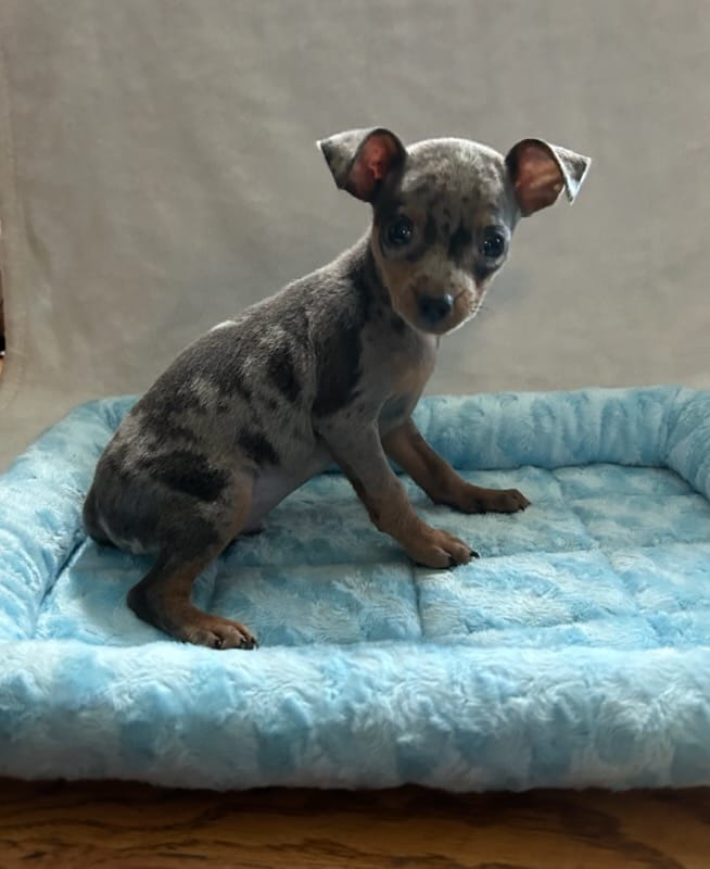 Blue Tan Merle – Miniature Pinscher puppy for sale in Liberty, TN