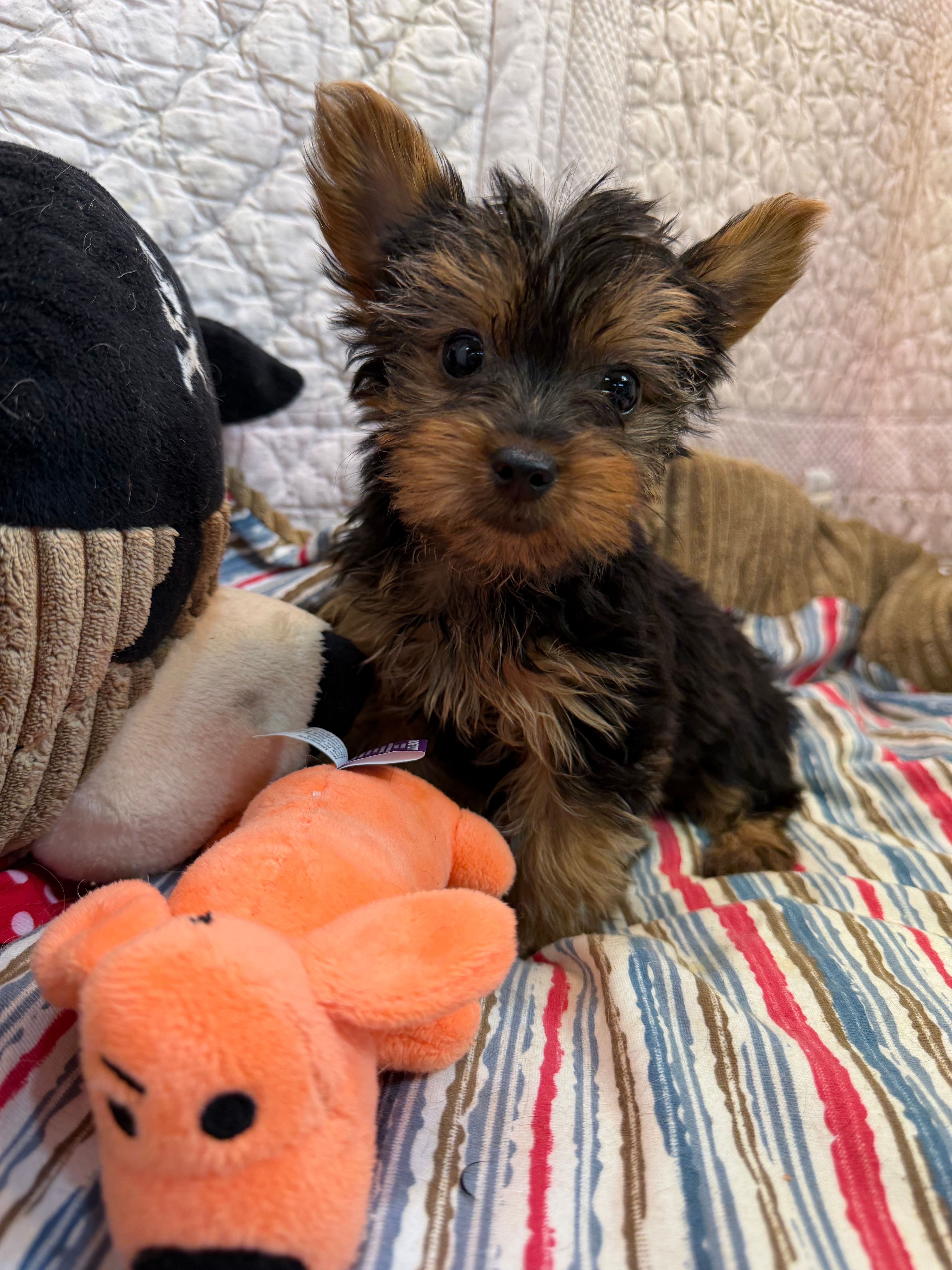 Daniel – Yorkshire Terrier puppy for sale in Hopkinsville, KY