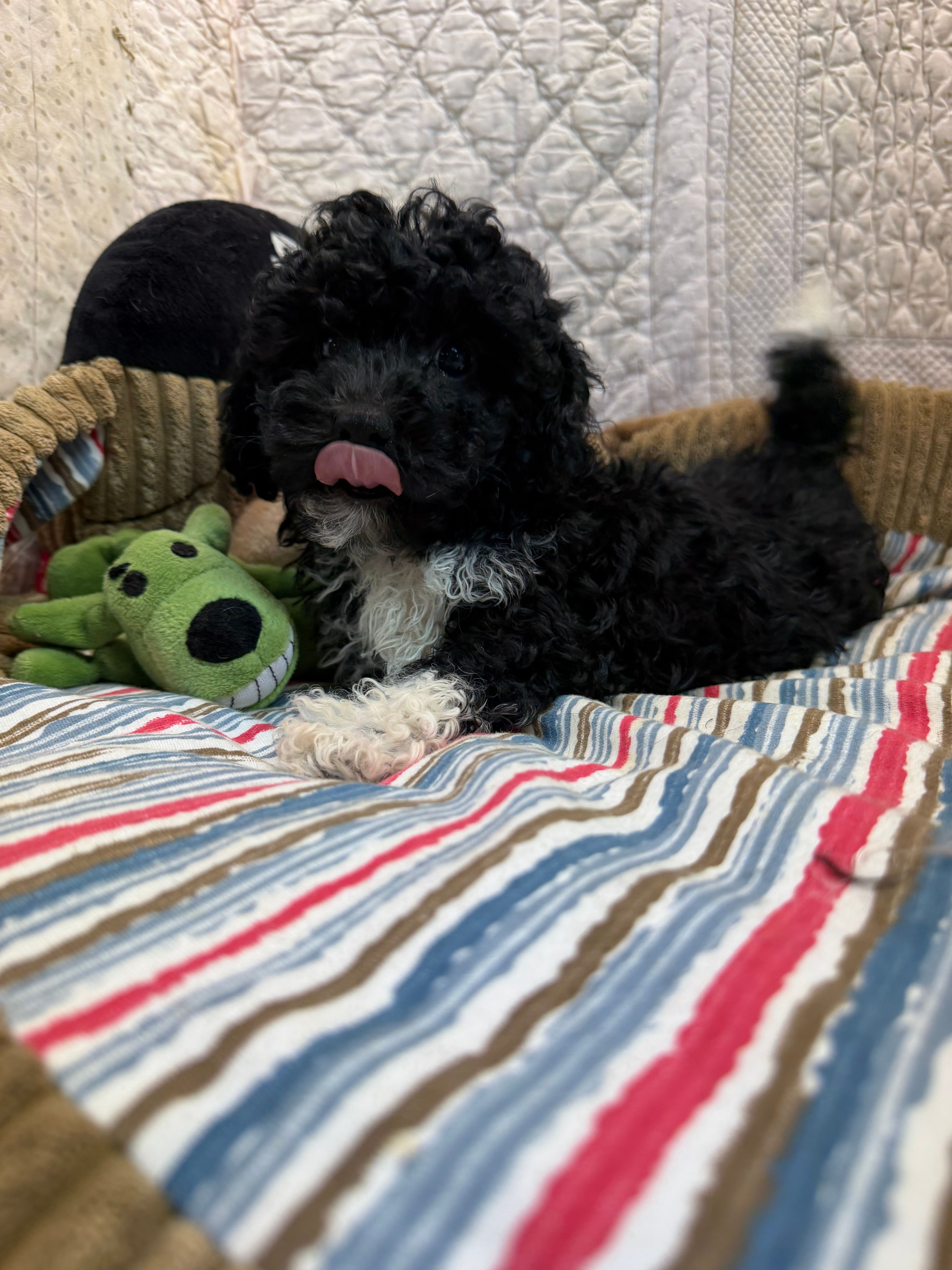 Jerry – Maltipoo puppy for sale in Hopkinsville, KY