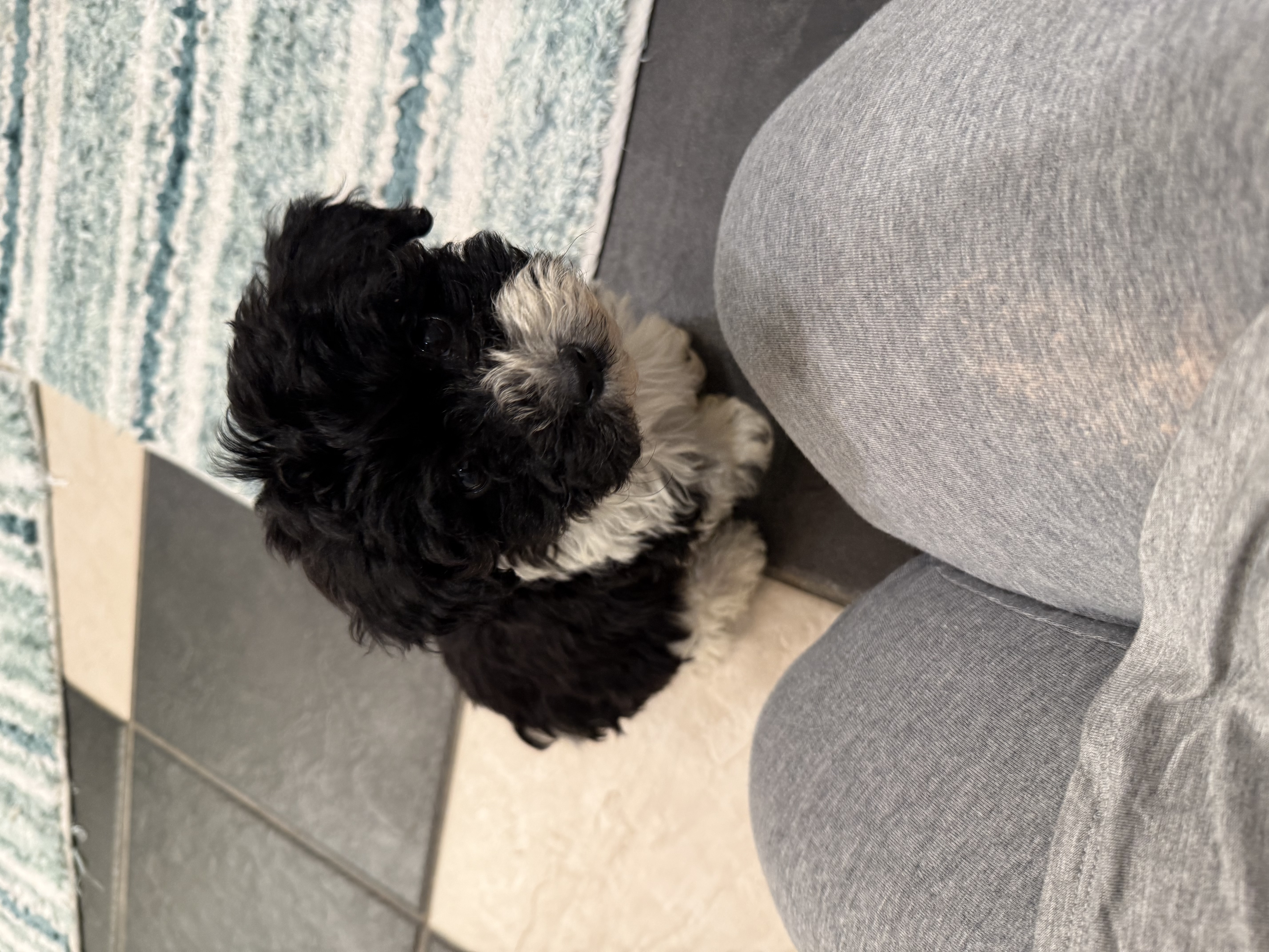 Karen – Yorkipoo puppy for sale in Hopkinsville, KY