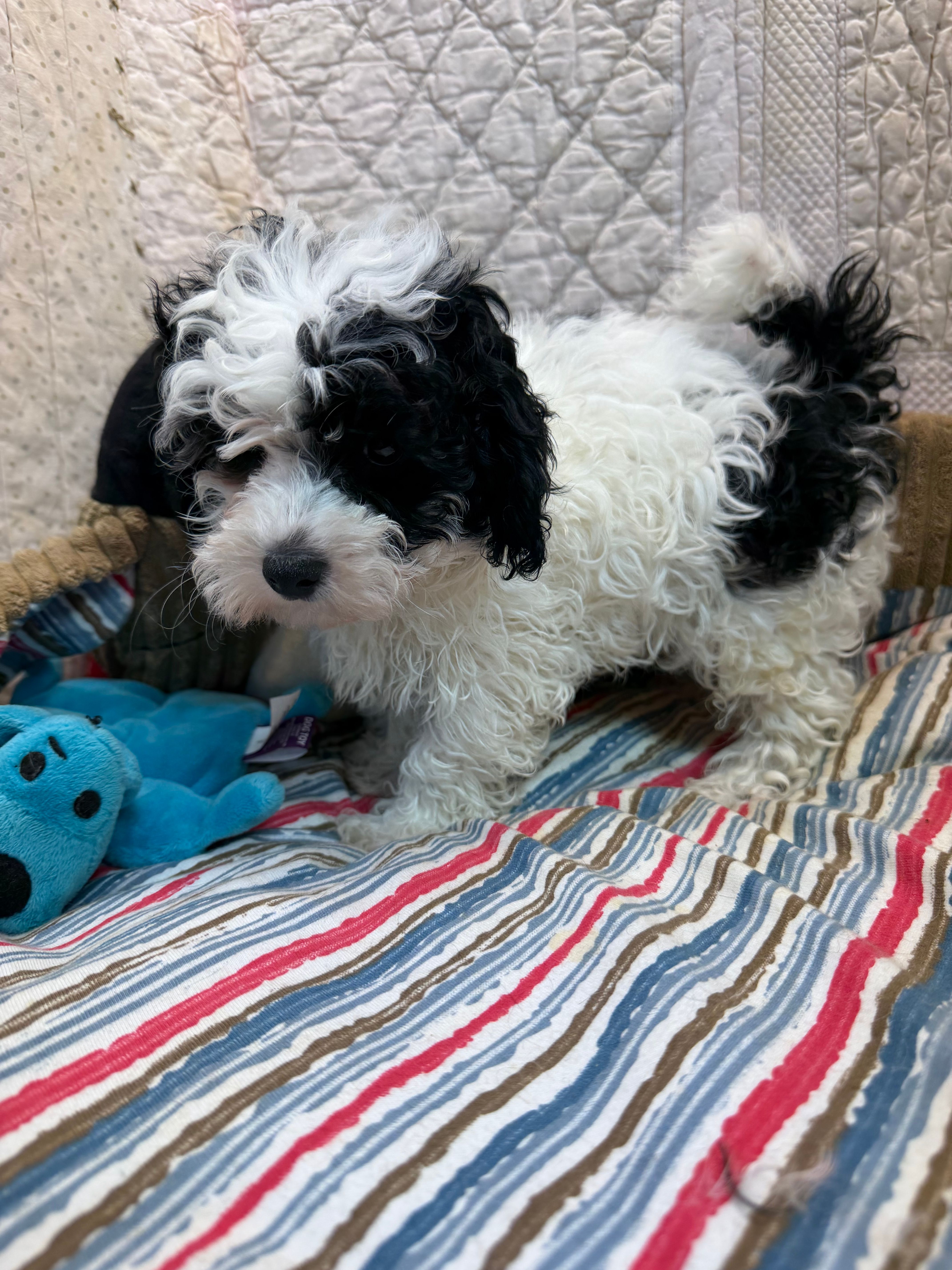 Gary – Maltipoo puppy for sale in Hopkinsville, KY