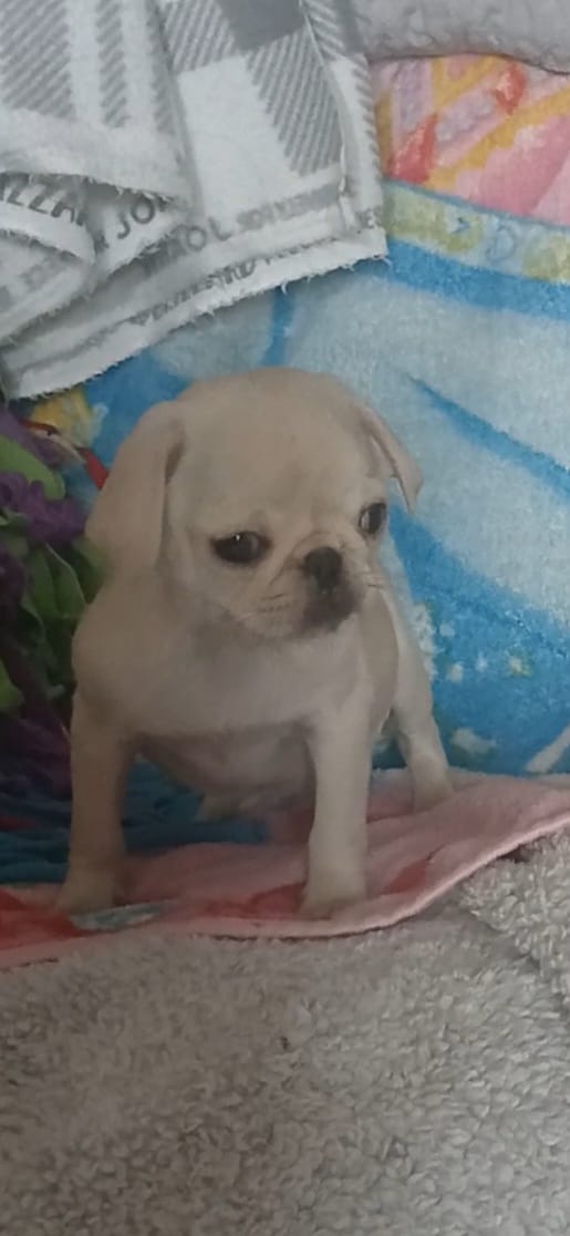 Gemma  – Pug puppy for sale in Bay City, MI