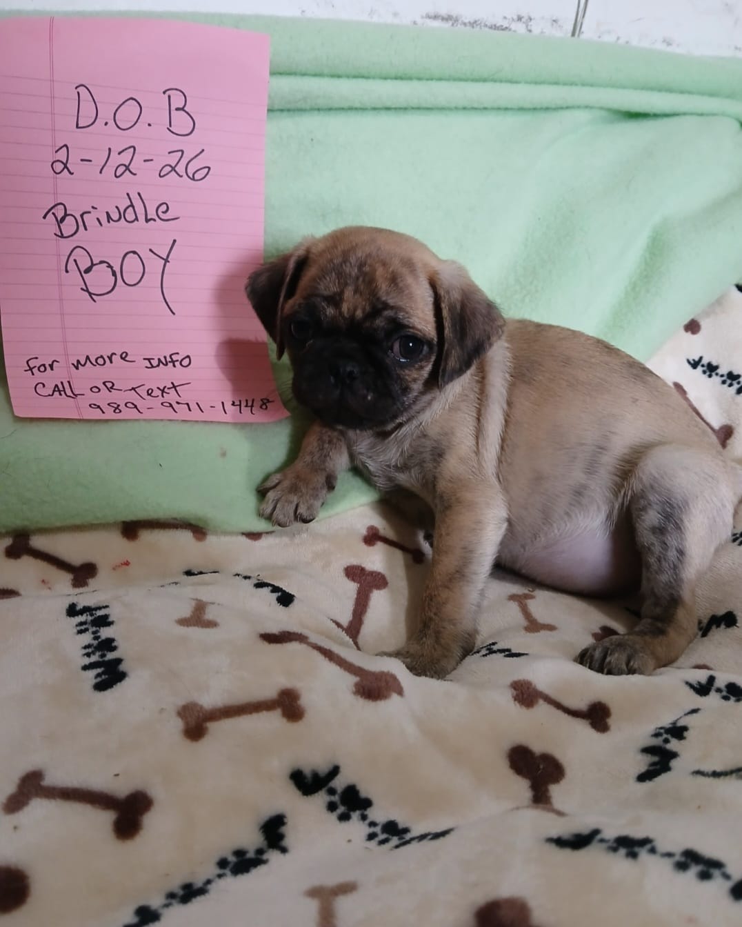 Brindle Dollar – Pug puppy for sale in Bay City, MI