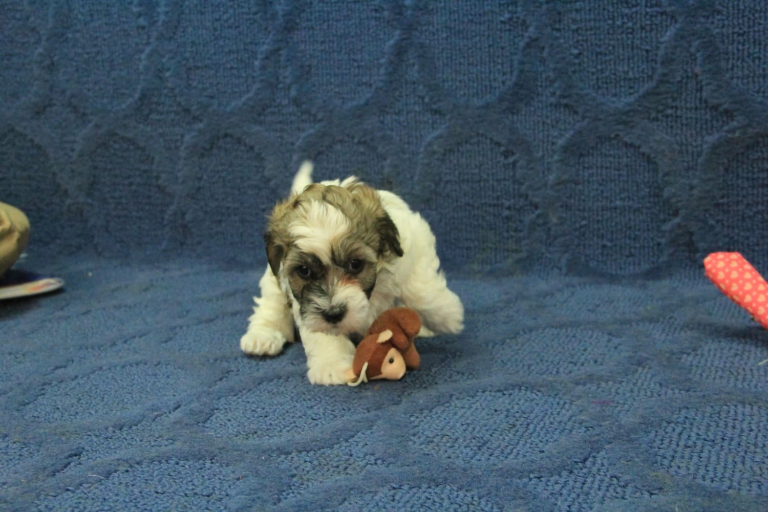 Gizmo – Maltipoo puppy for sale in Hickory, NC