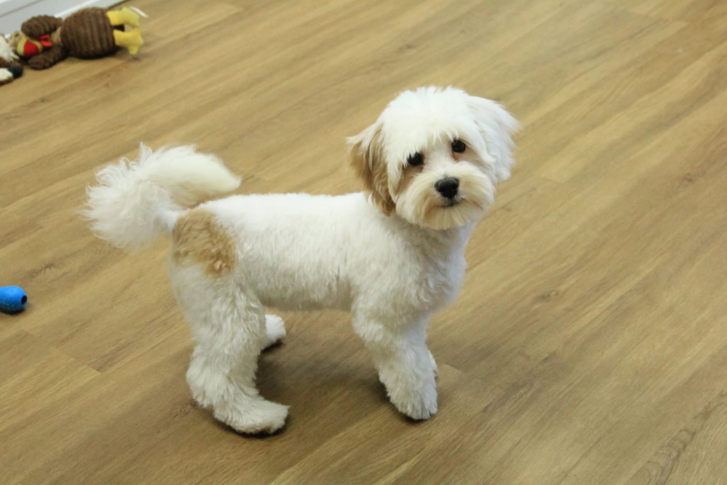 Camila – Bichon Frise, Maltipoo puppy for sale in Hickory, NC