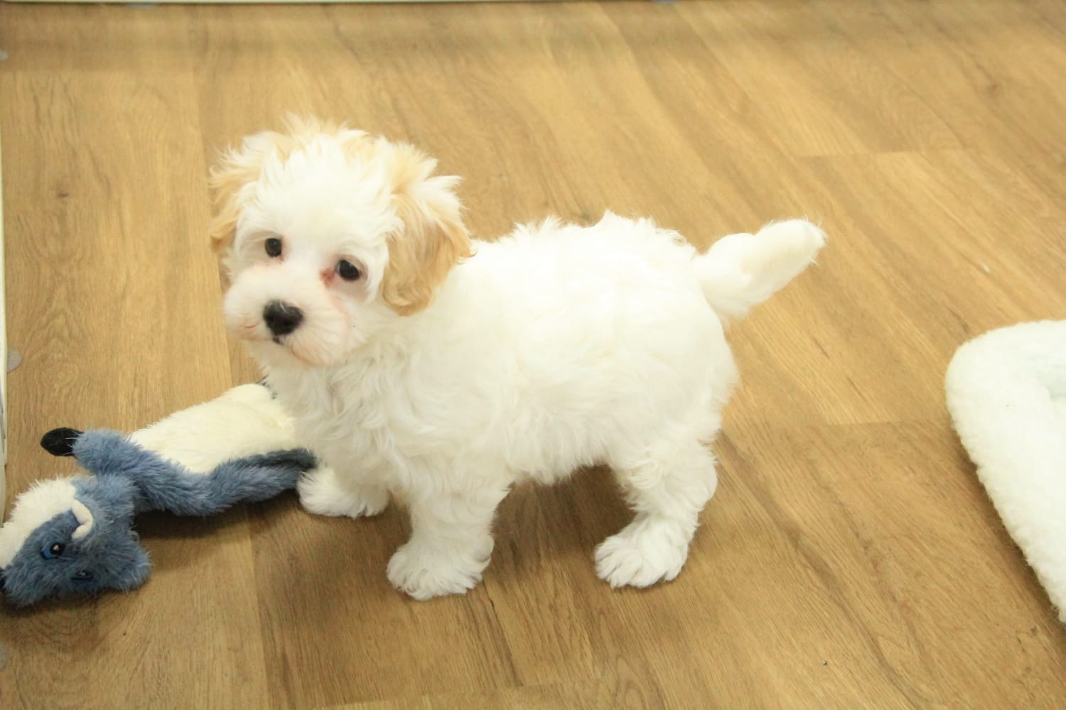 Caroline – Bichon Frise, Maltipoo puppy for sale in Hickory, NC