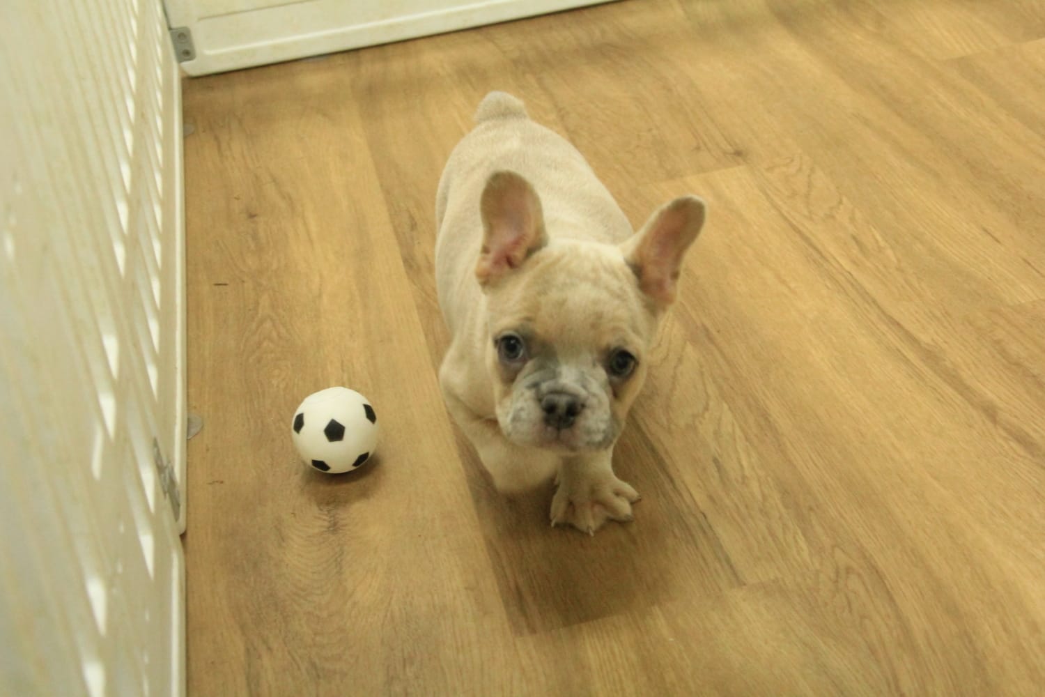 Winston – French Bulldog puppy for sale in Hickory, NC