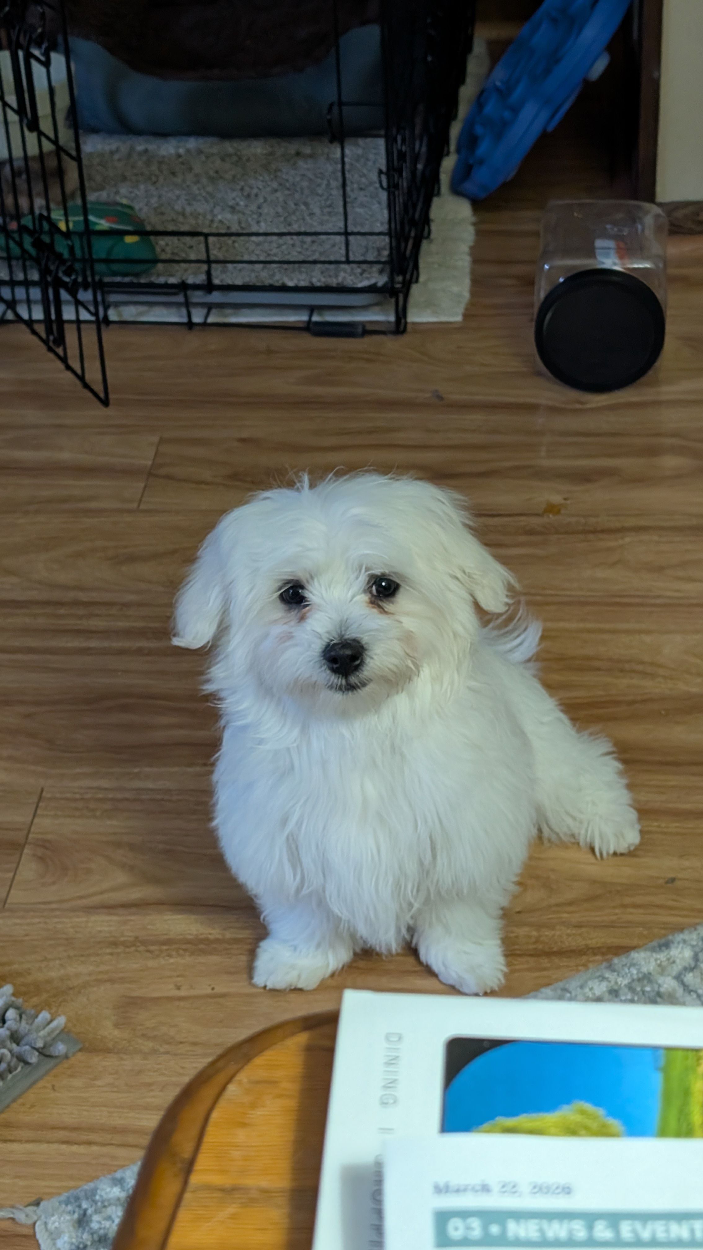 Spanky – Maltese puppy for sale in Doylestown, OH