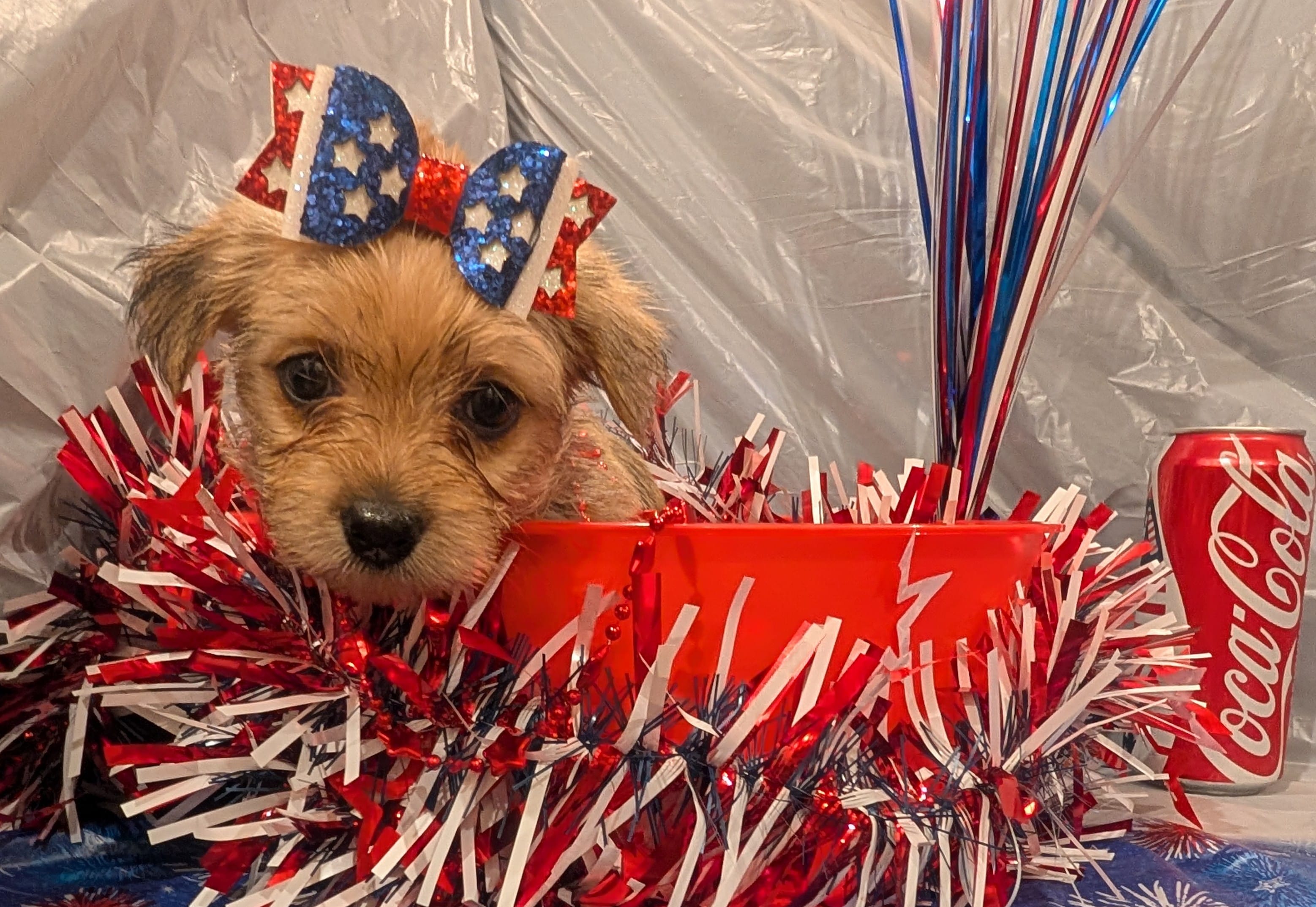 Hazel – Morkie puppy for sale in Virginia Beach, VA