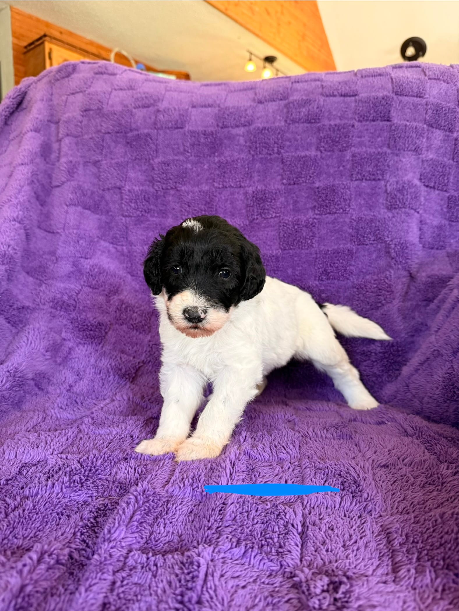 Blue – Sheepadoodle puppy for sale in Patch Grove, WI