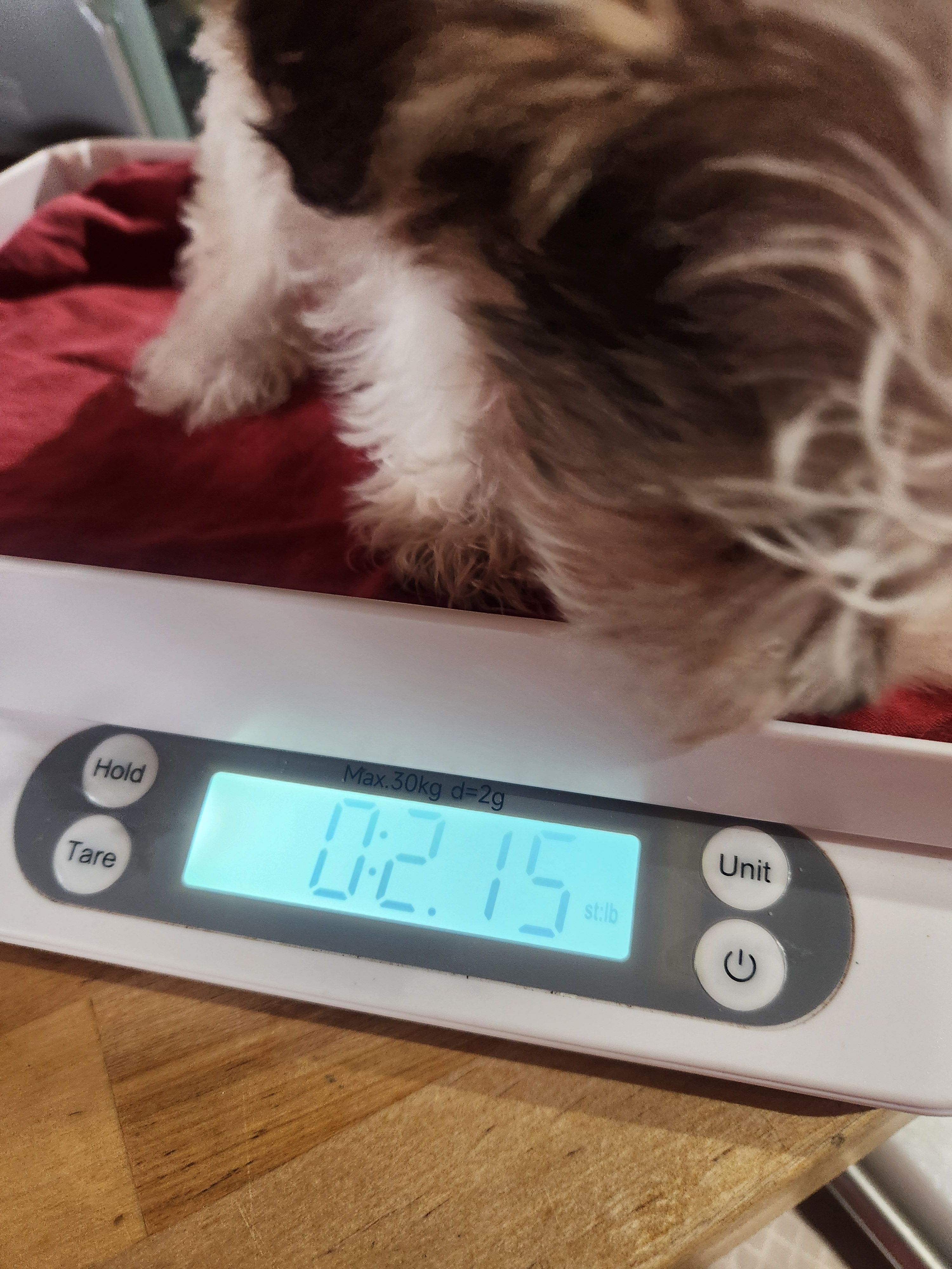 Choc boy 💙 – Miniature Schnauzer puppy for sale in Hagerstown, IN