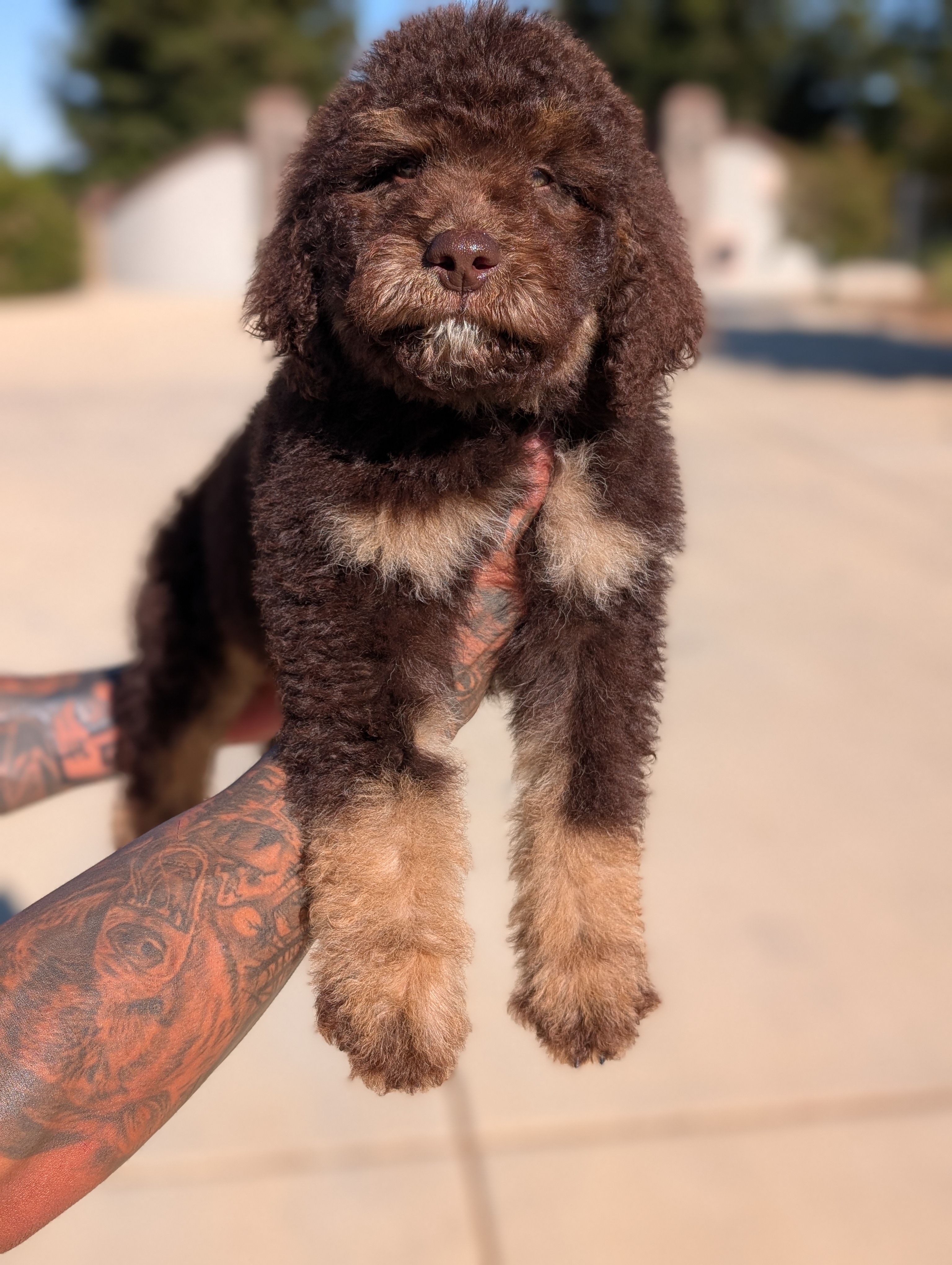 Rambo – Goldendoodle, Miniature Bernedoodle puppy for sale in Sacramento, CA