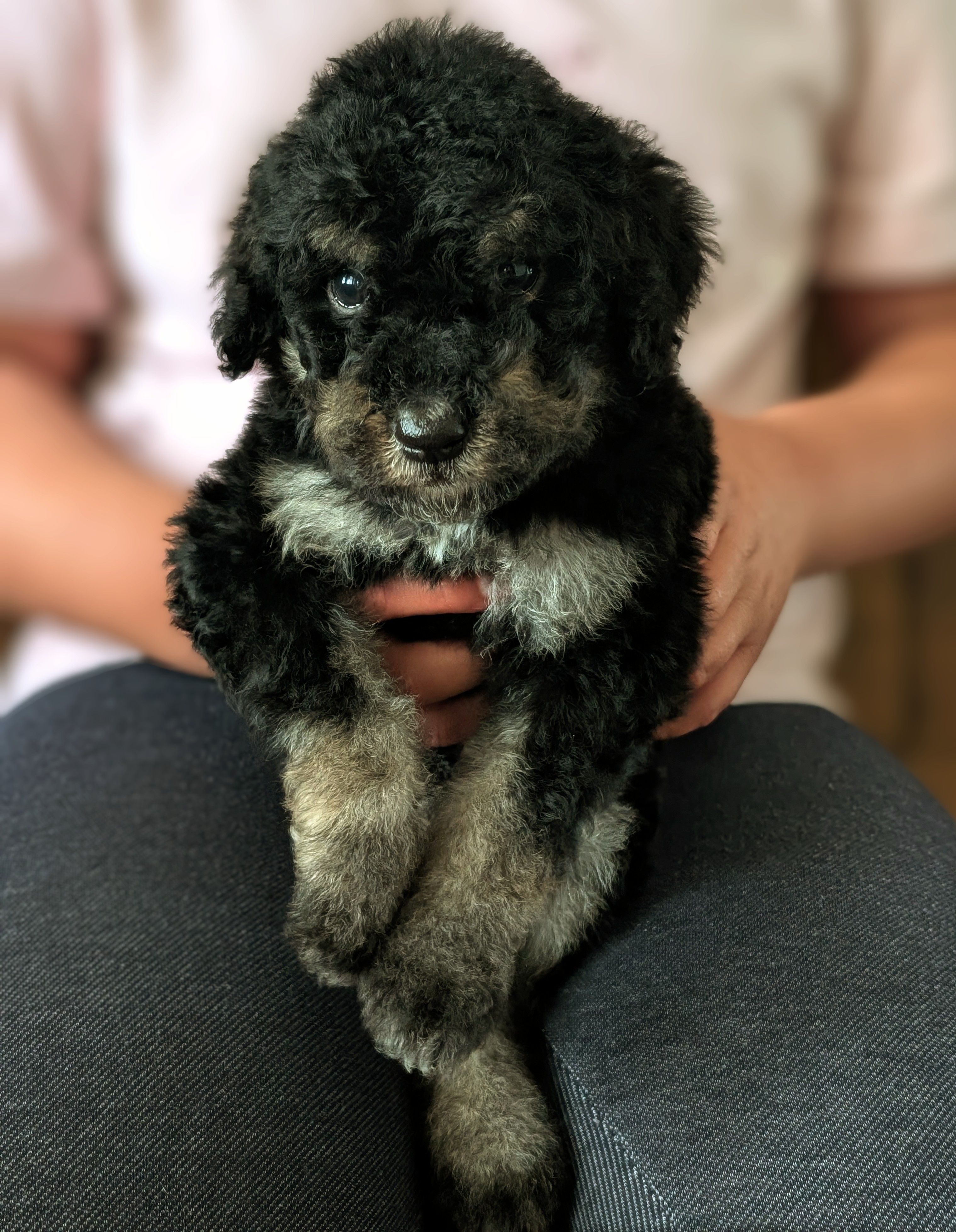 SPRUCE  – Goldendoodle, Miniature Bernedoodle puppy for sale in Sacramento, CA