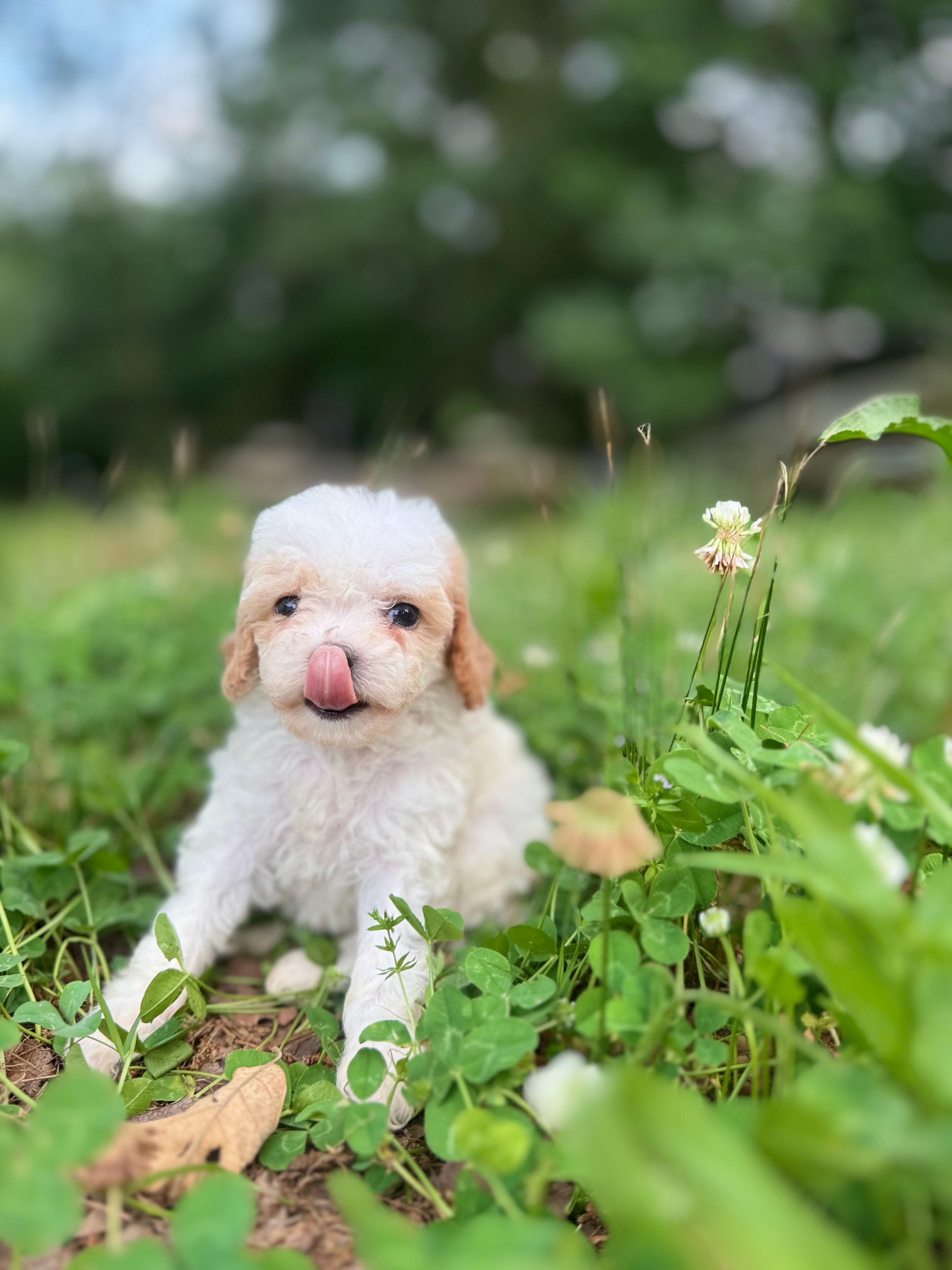 Pearl – Cavapoo puppy for sale in Atkins, AR