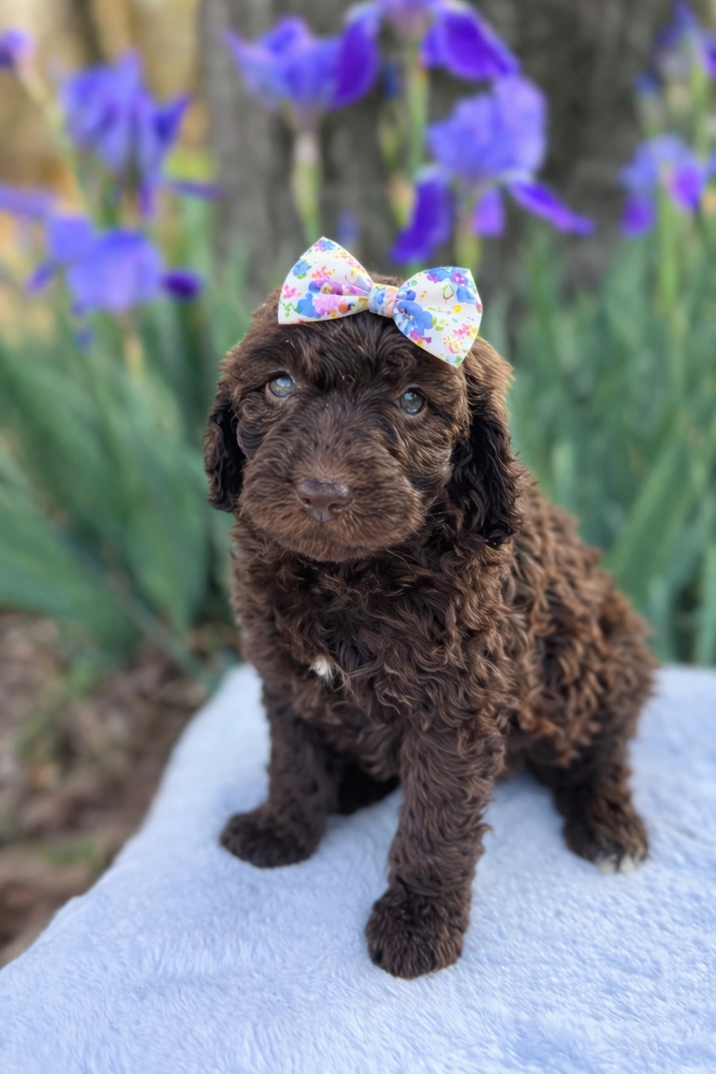 Chocolate. Darla – Goldendoodle puppy for sale in Atkins, AR