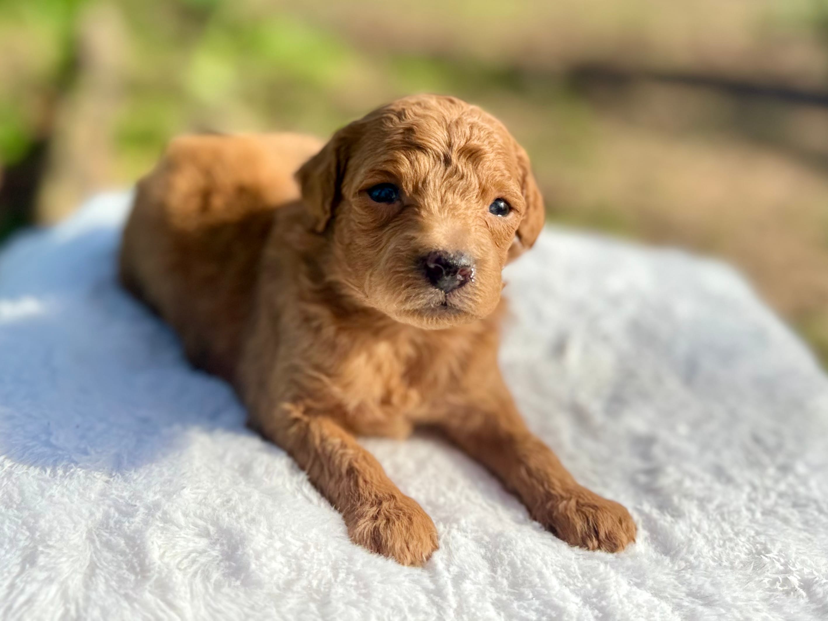 Lance – Cavapoo puppy for sale in Atkins, AR
