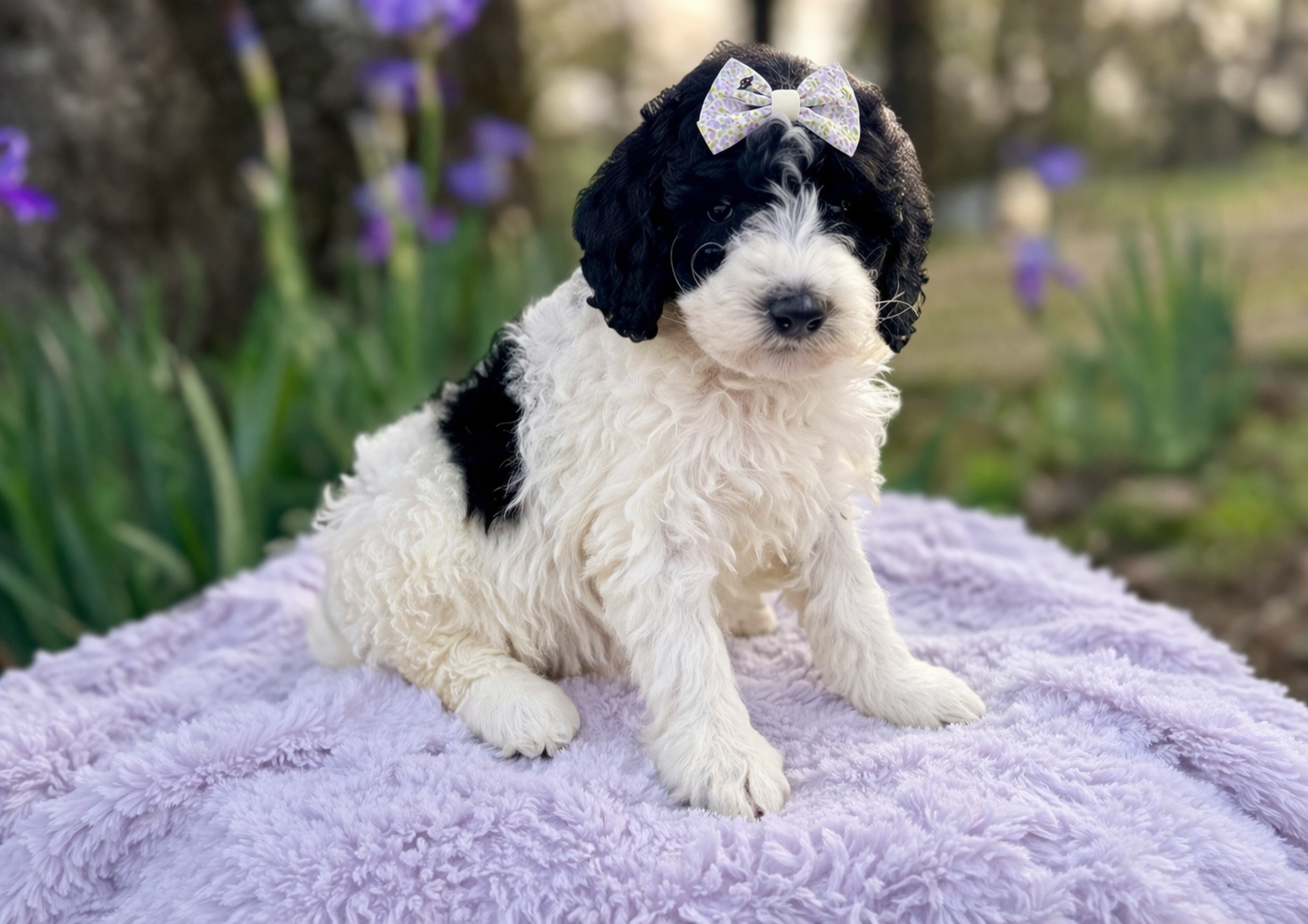 Daisey – Goldendoodle puppy for sale in Atkins, AR