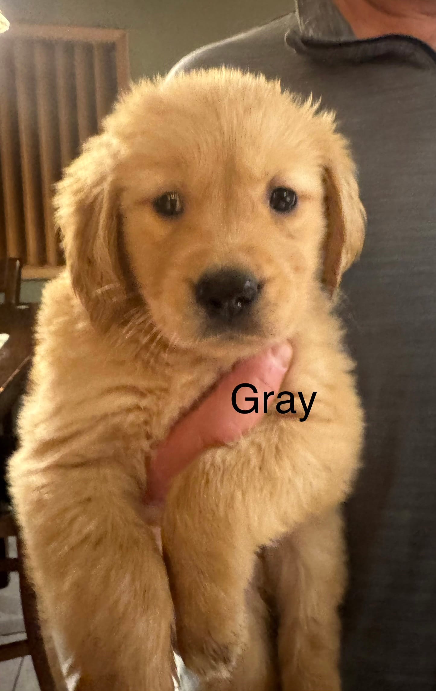 AKC Golden Retriever Boy - Gray – Golden Retriever puppy for sale in Indianapolis, IN