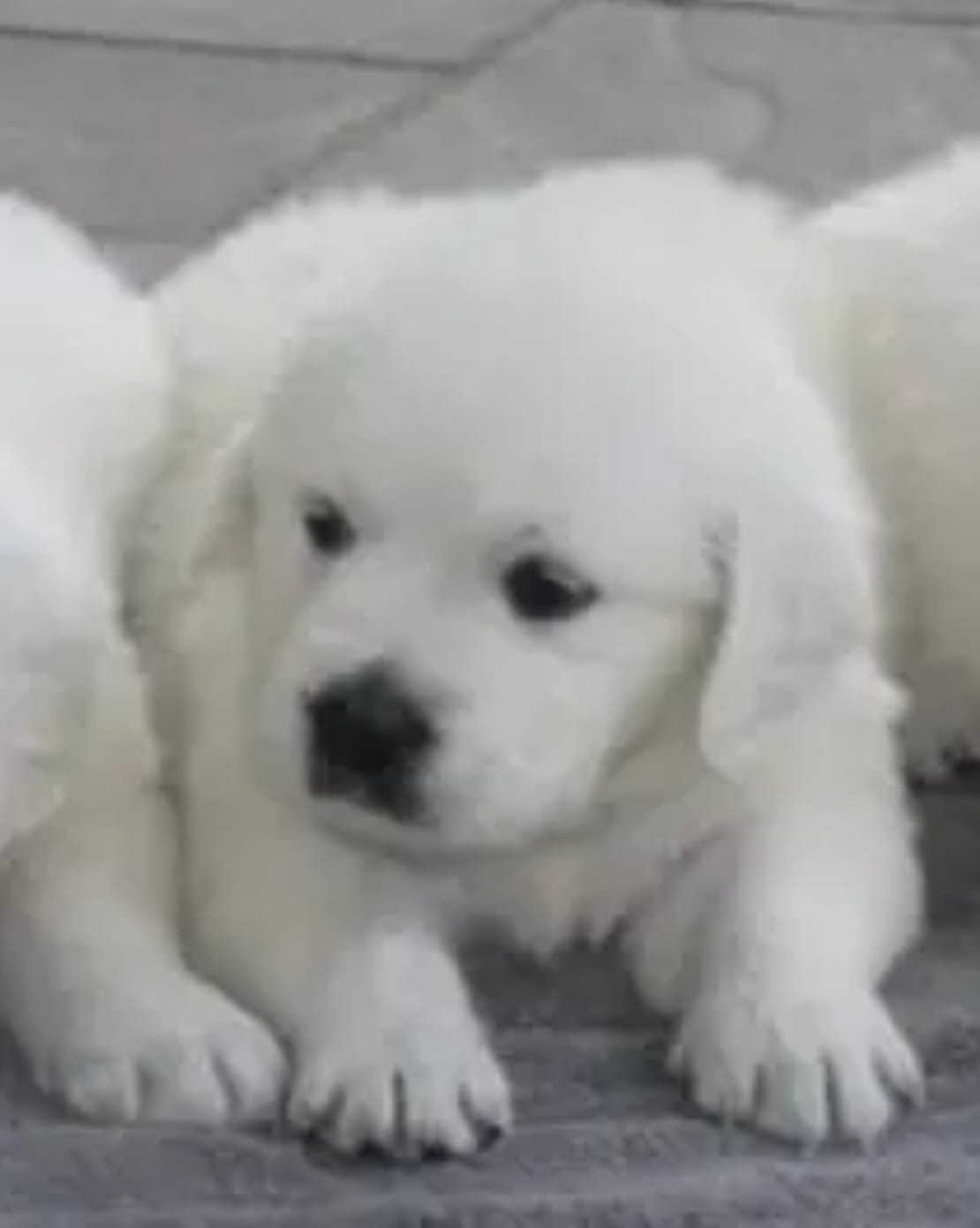 Due to be born 06/01/26 – English Cream Golden Retriever puppy for sale in Hiddenite, NC