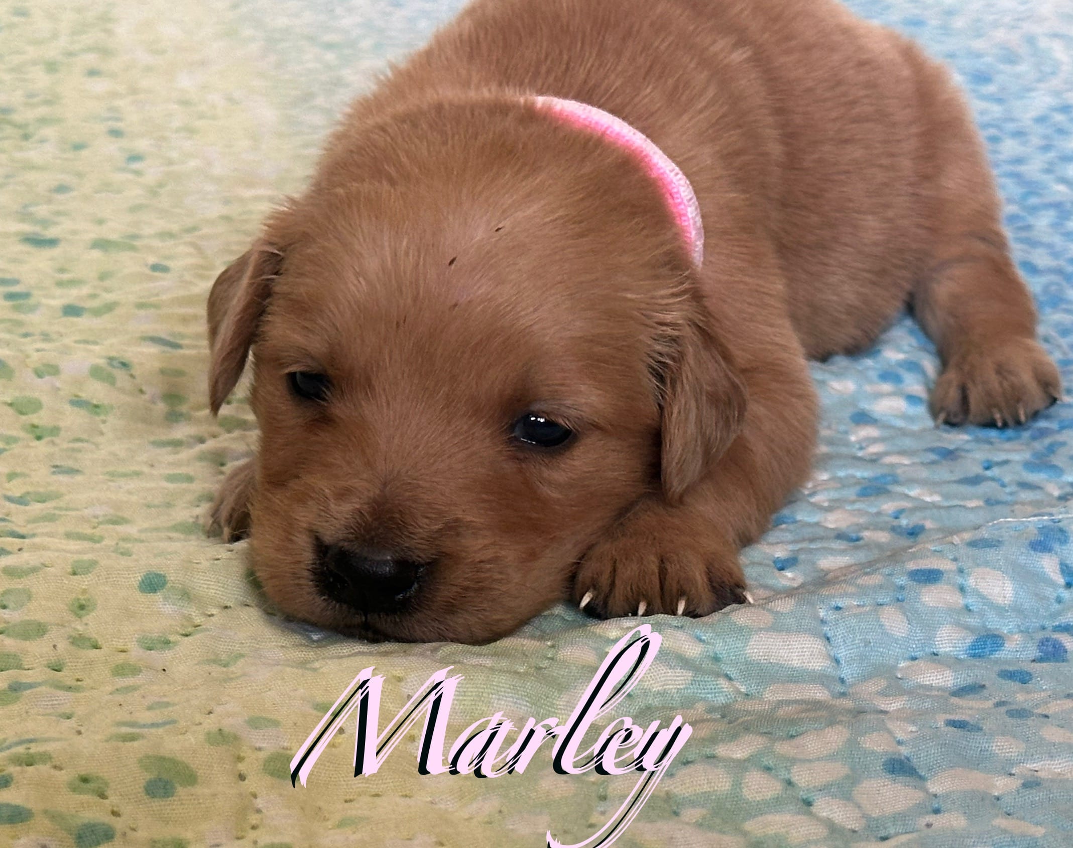 Marley – English Cream Golden Retriever puppy for sale in Hiddenite, NC
