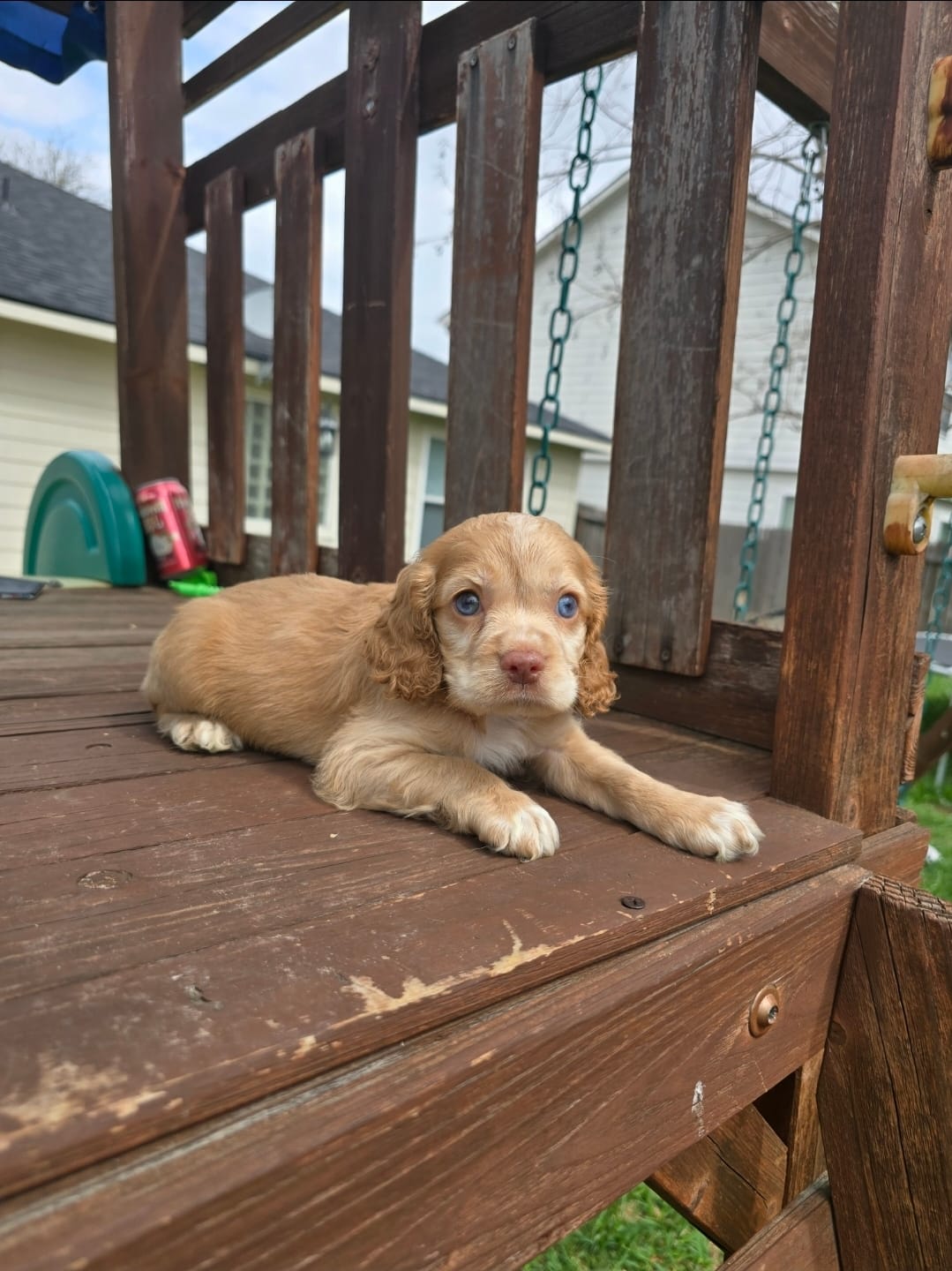 Spaniel  – Cocker Spaniel puppy for sale in Katy, TX