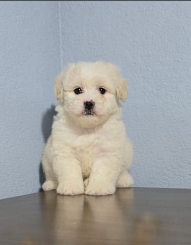 Maltipoo  – Maltipoo puppy for sale in Katy, TX