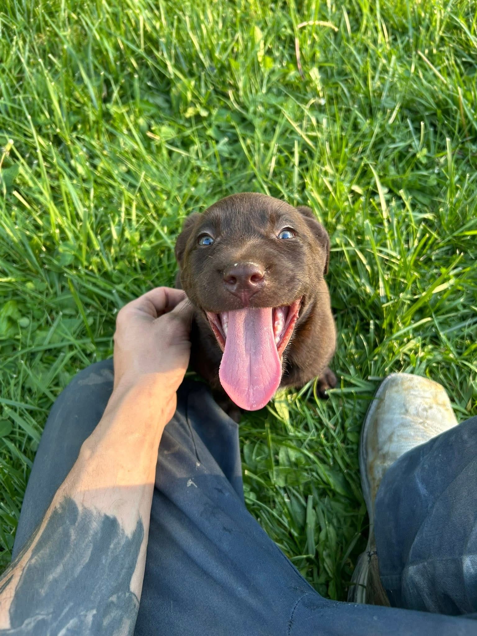 Candy – Labrador Retriever puppy for sale in Brookville, IN