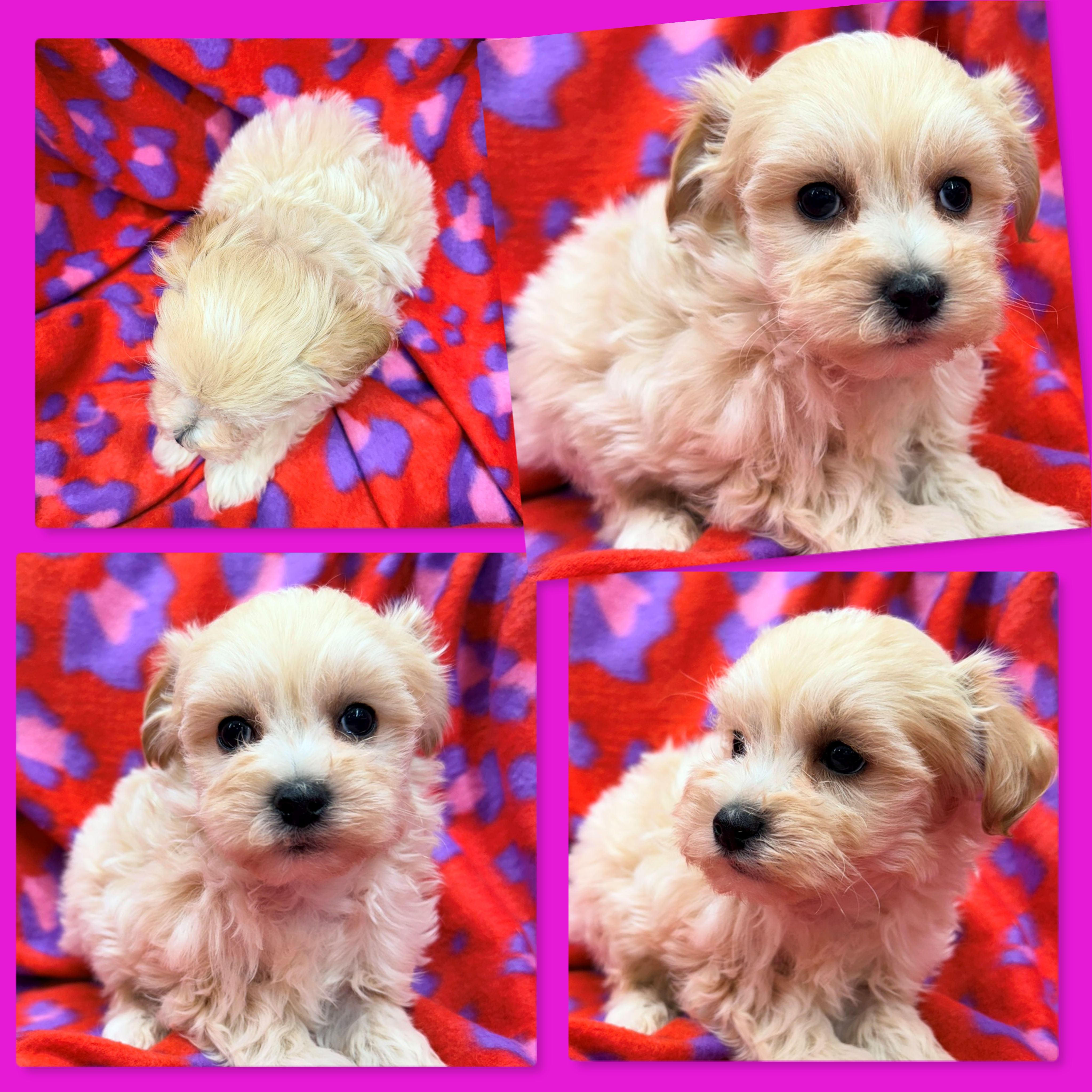 AKC Vickie's Female #1 – Maltipoo puppy for sale in Xenia, IL