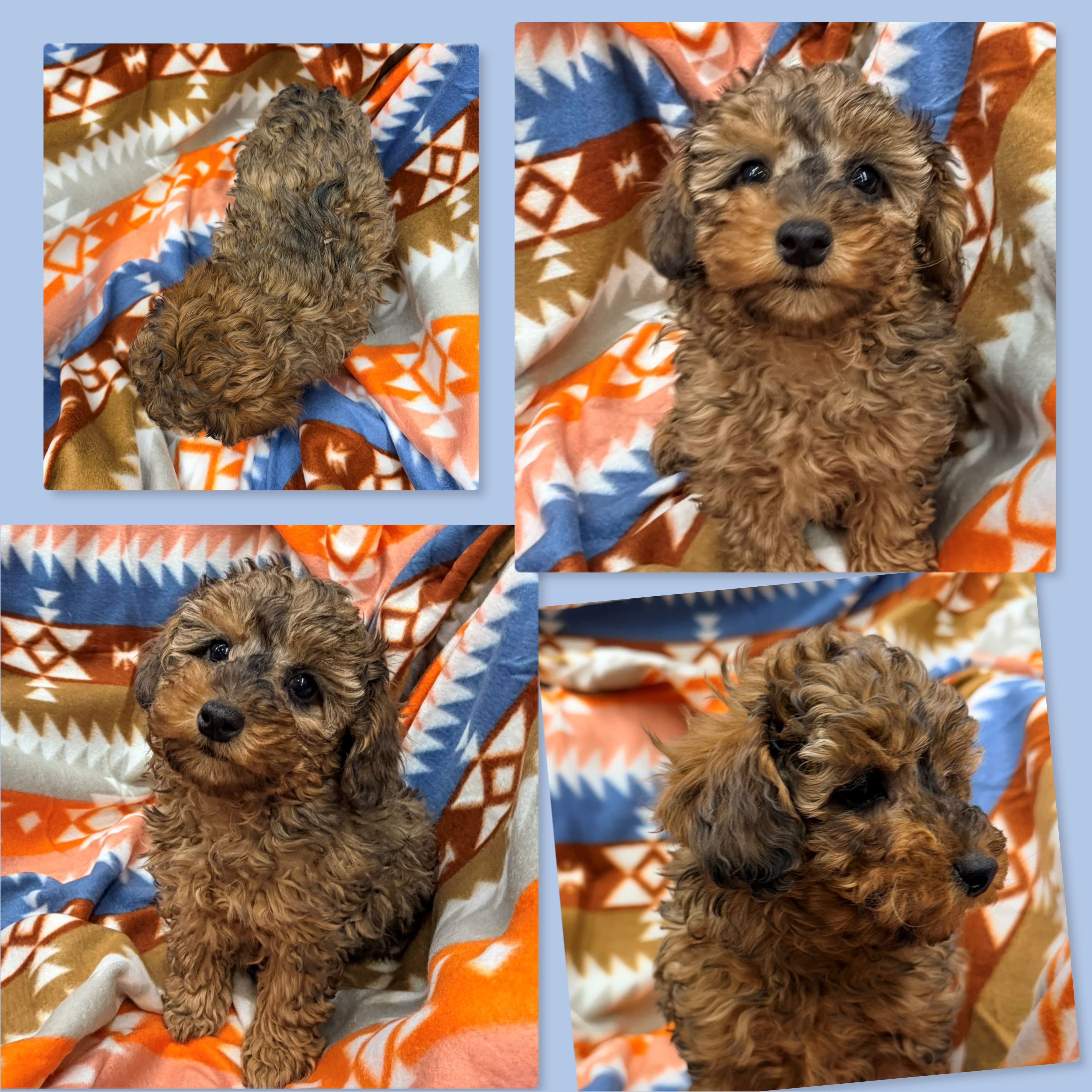 AKC Cinni's Red/Black Merle Male #2