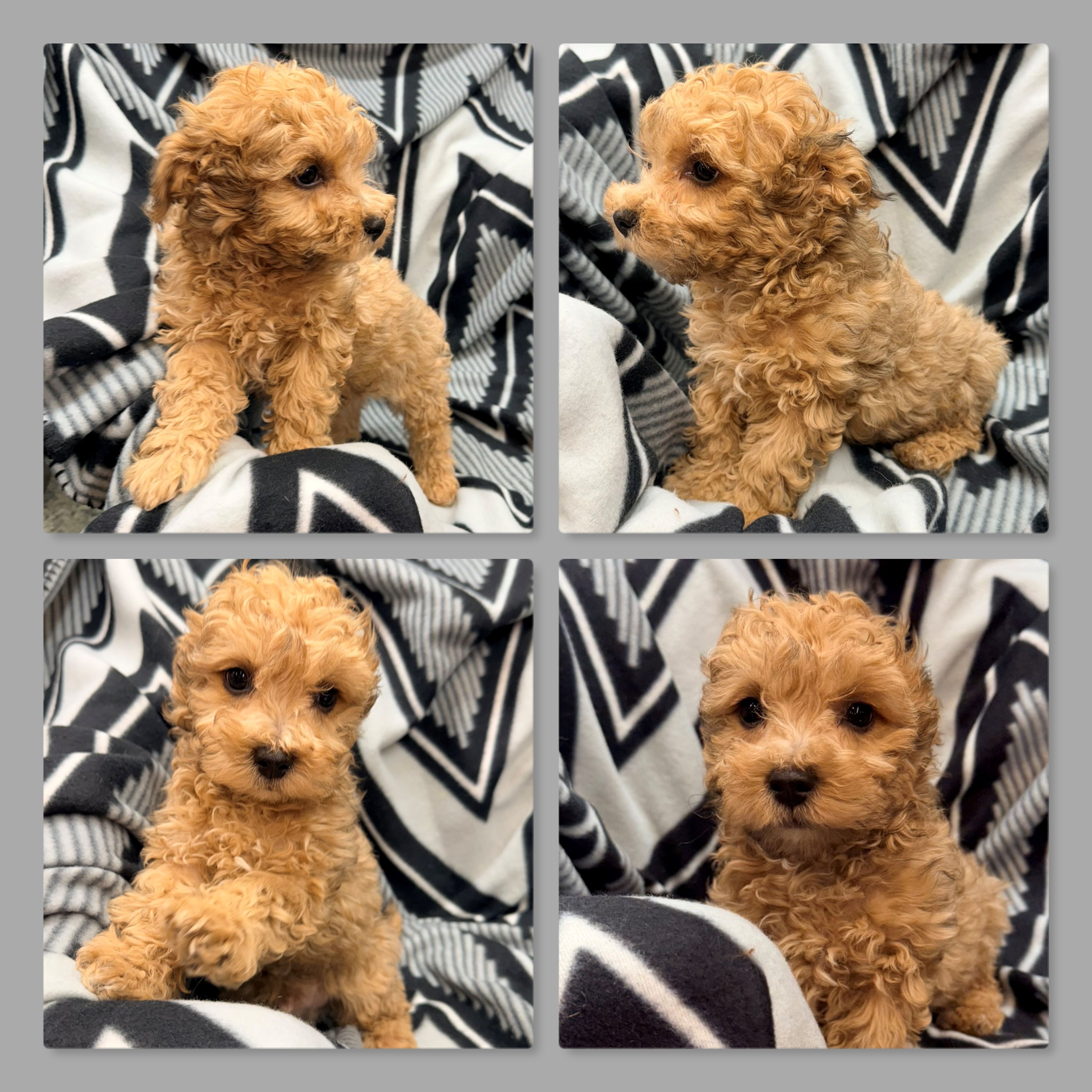 Lizzie's ShichonPoo Male #2