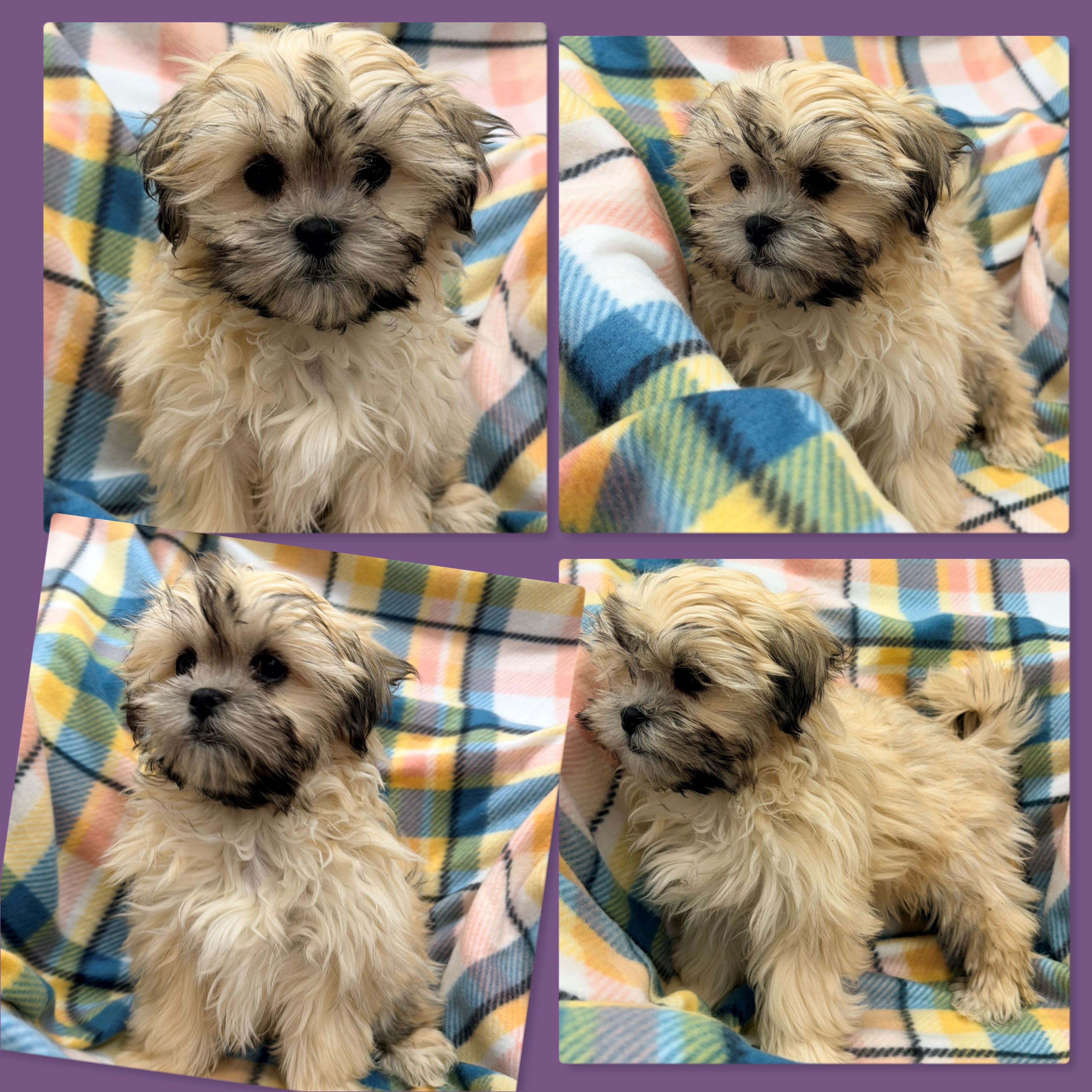 AKC Dahlia's ShichonPoo #1