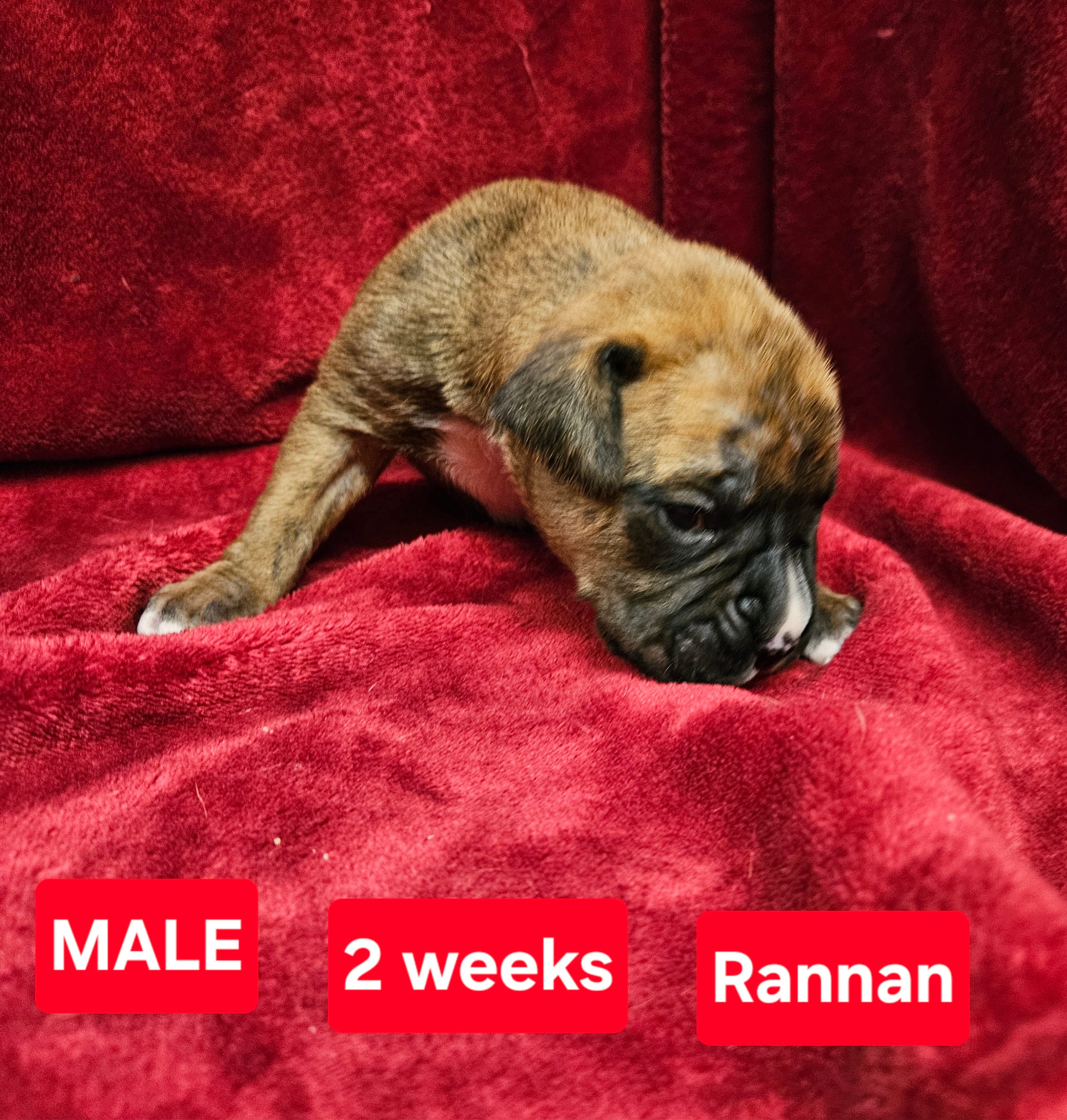 Rannan AKC – Boxer puppy for sale in Logan, IA