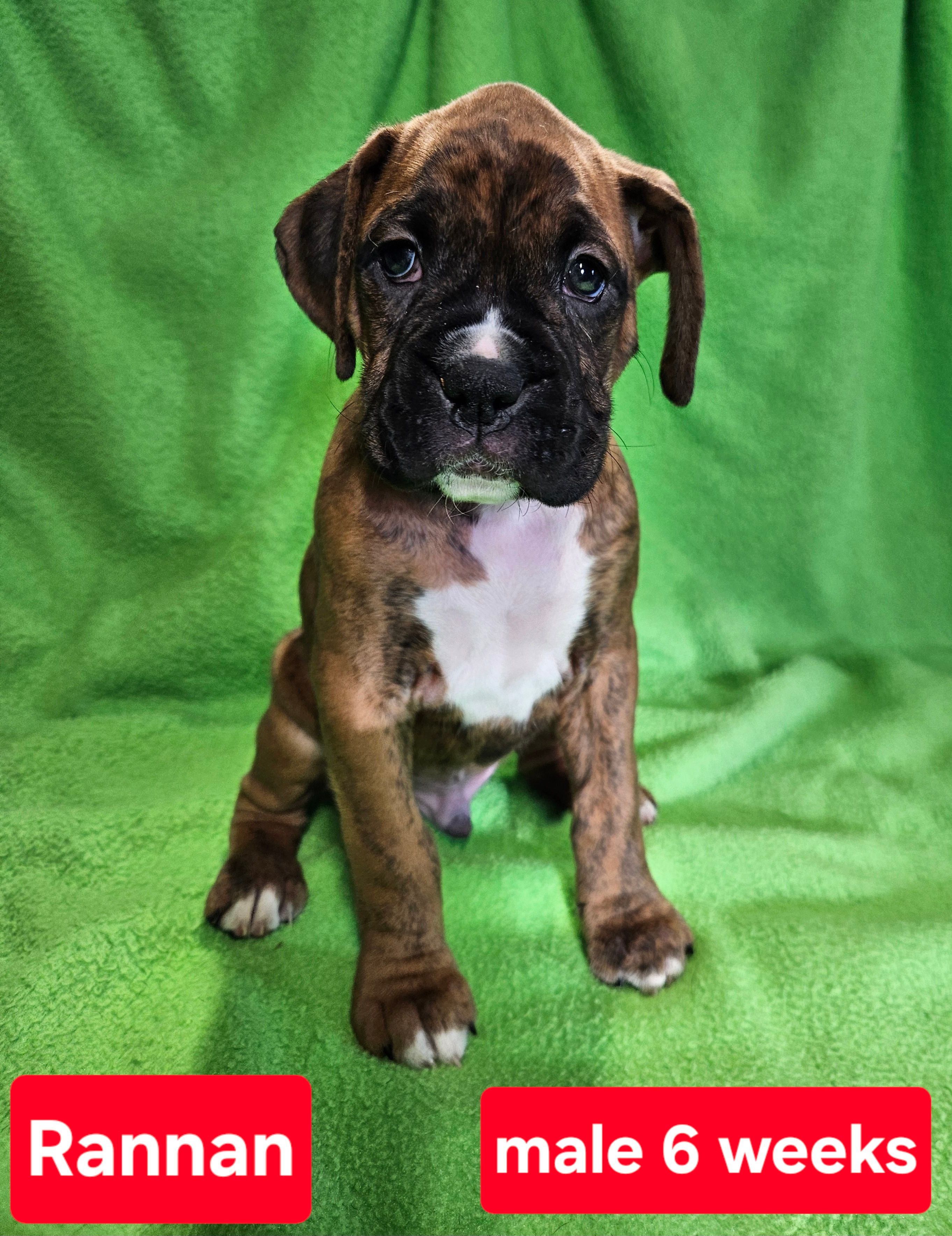 Reegan AKC – Boxer puppy for sale in Logan, IA