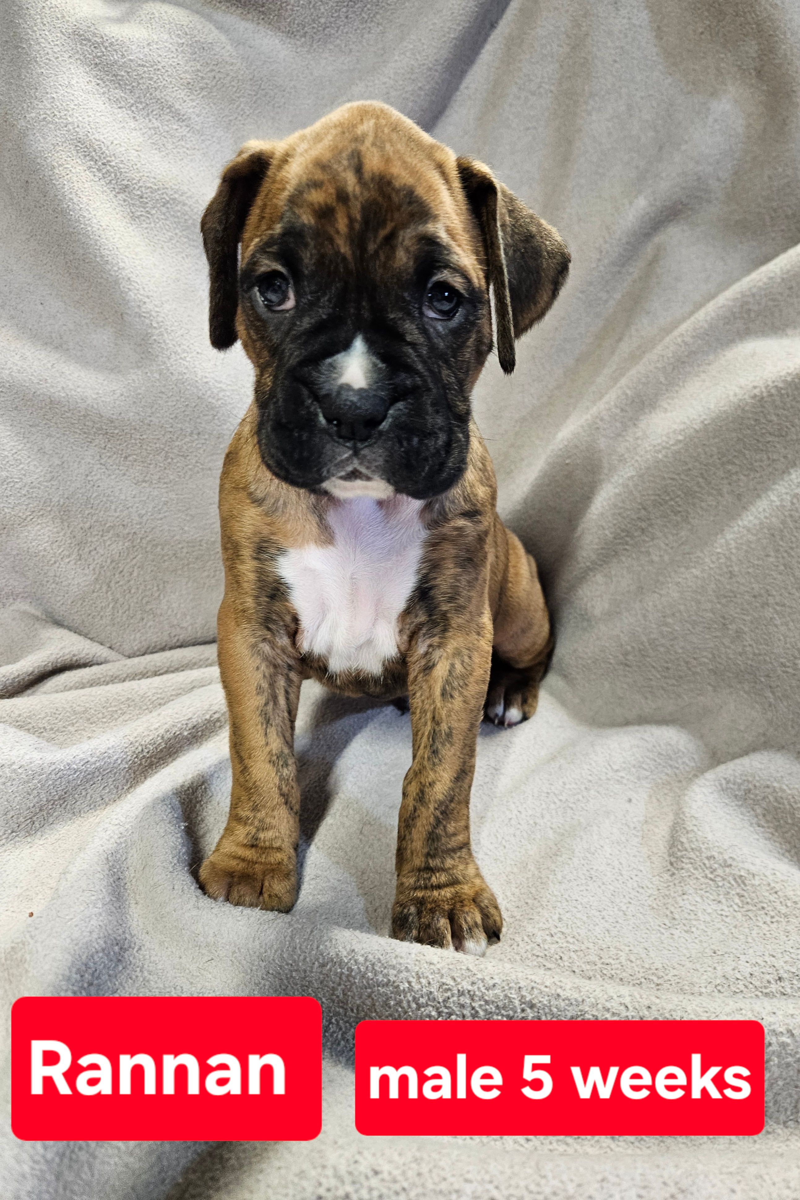 Rannan AKC – Boxer puppy for sale in Logan, IA