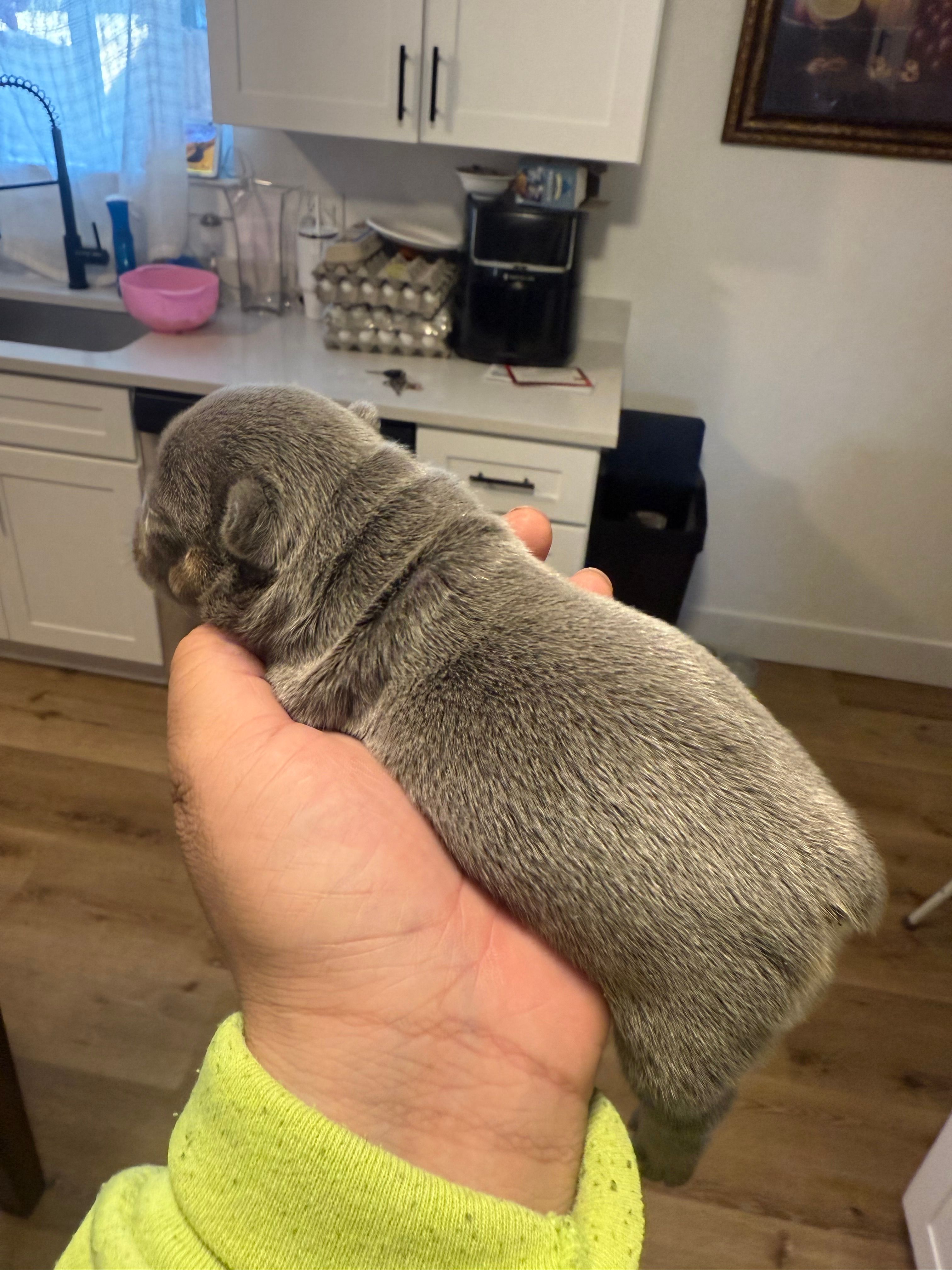 Chucky – French Bulldog puppy for sale in Reno, NV