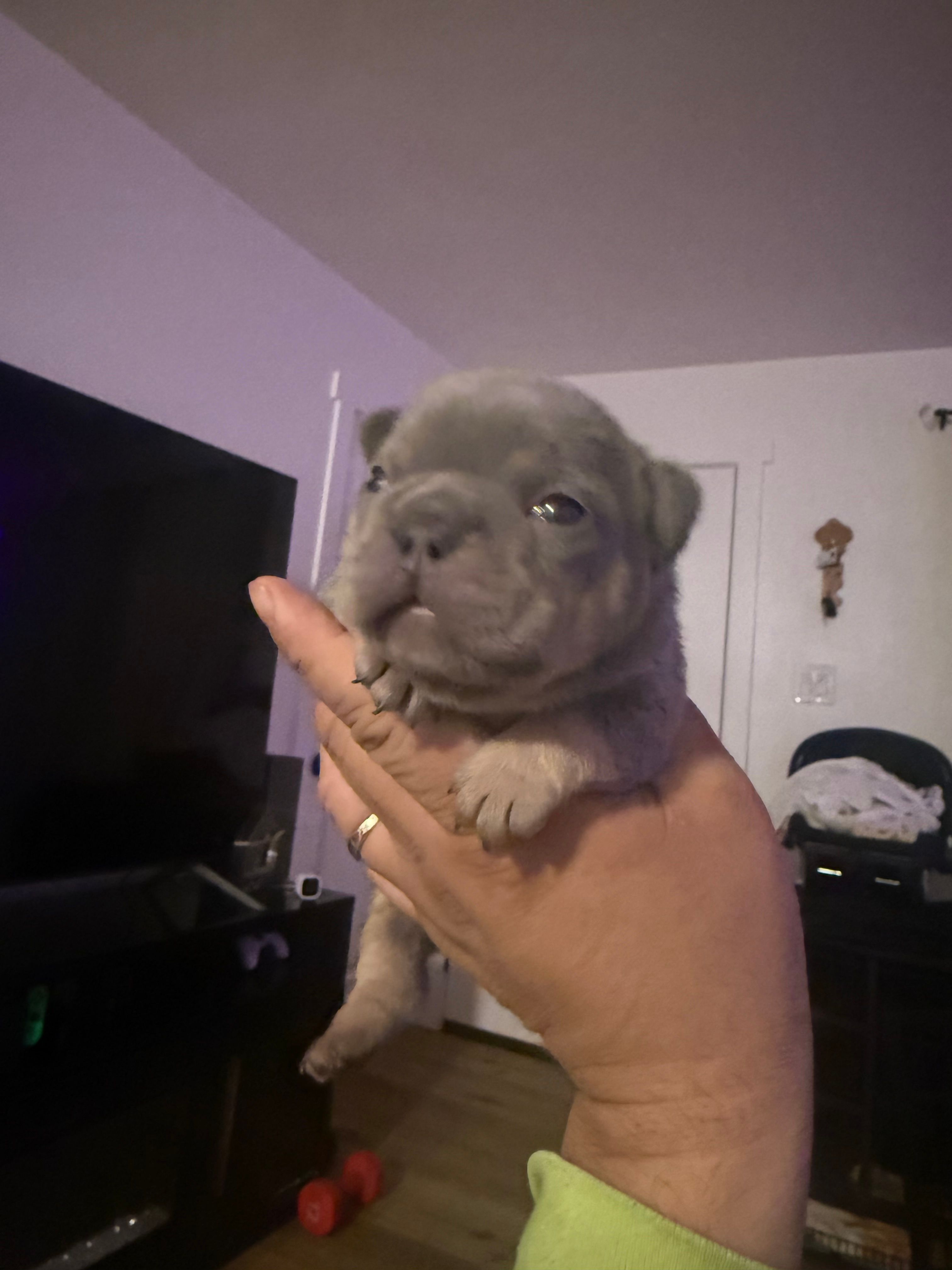 Chucky – French Bulldog puppy for sale in Reno, NV