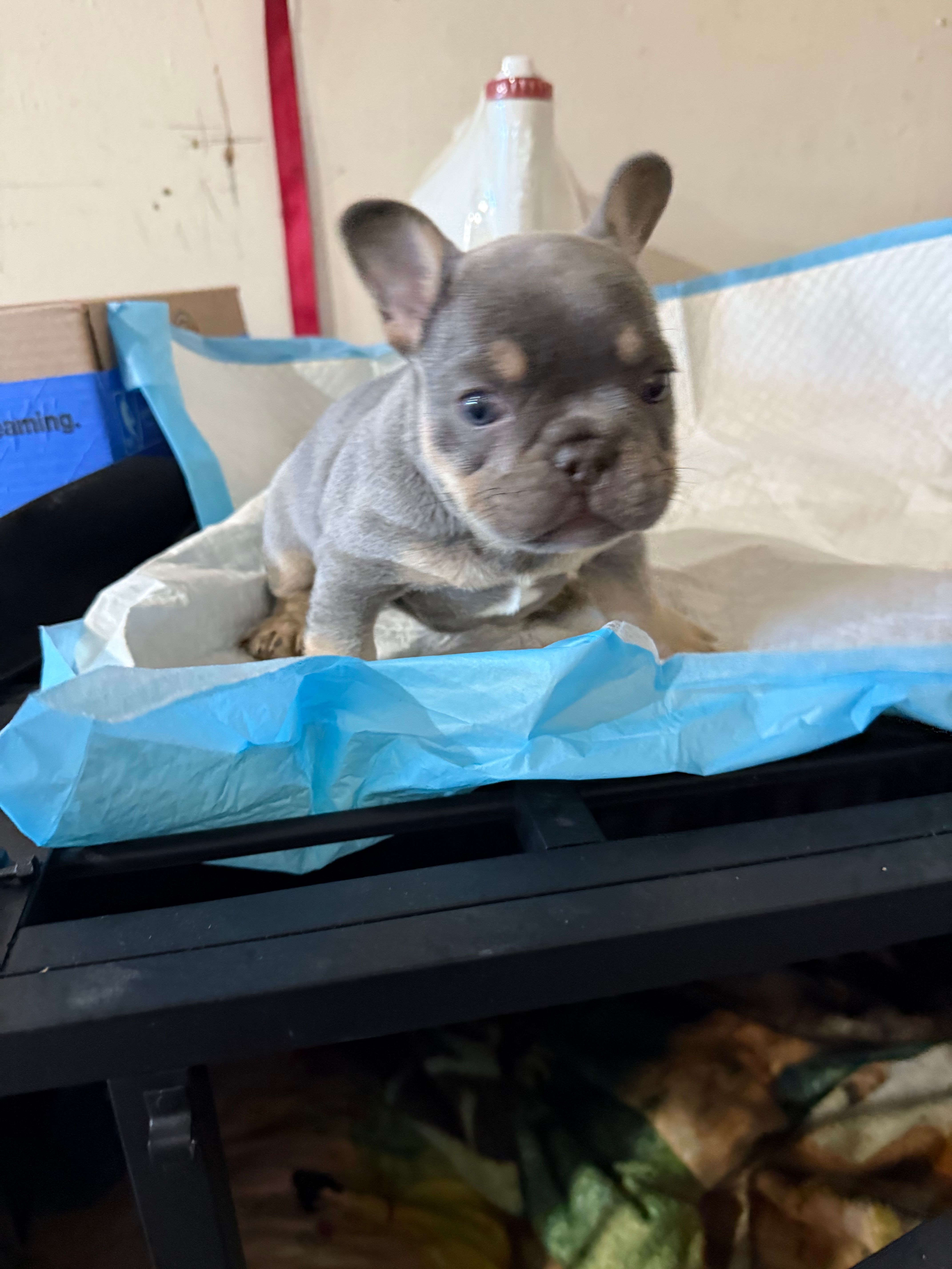 Chucky – French Bulldog puppy for sale in Reno, NV
