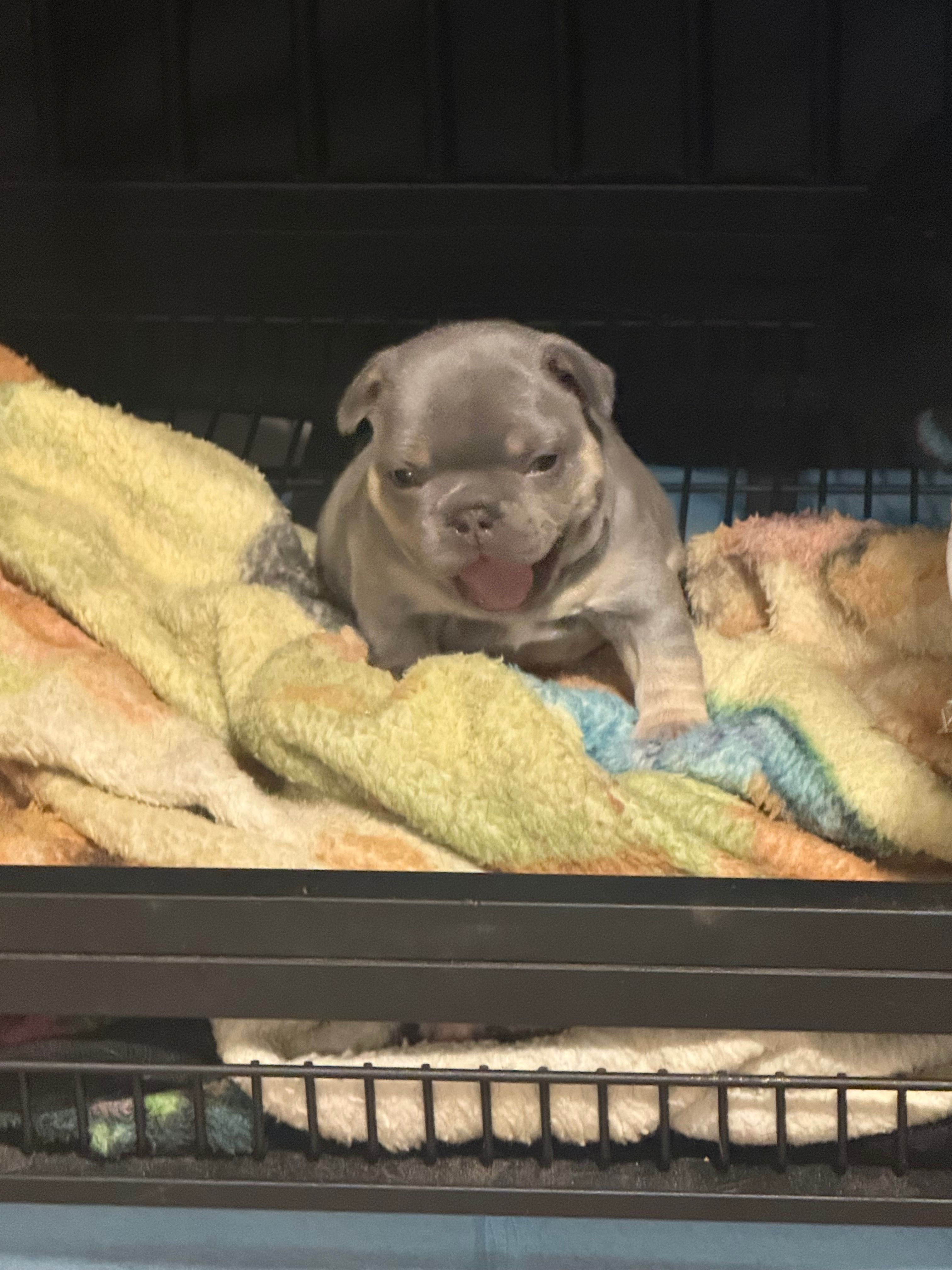 Chucky – French Bulldog puppy for sale in Reno, NV