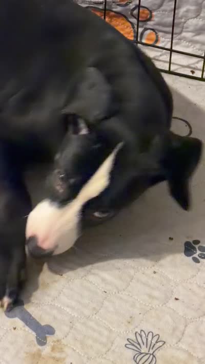 Green, a male Dalmatian and Siberian Husky for sale in Tampa, FL – 2 of 5