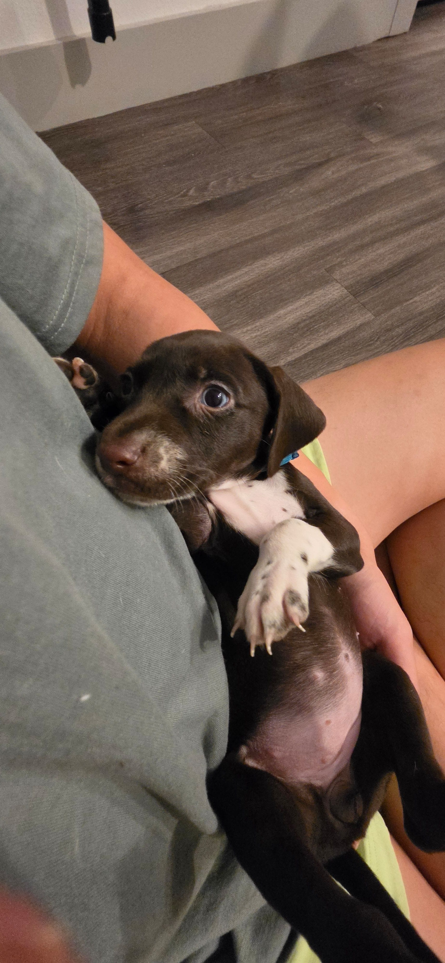 Blue – Dalmatian, Siberian Husky puppy for sale in Tampa, FL