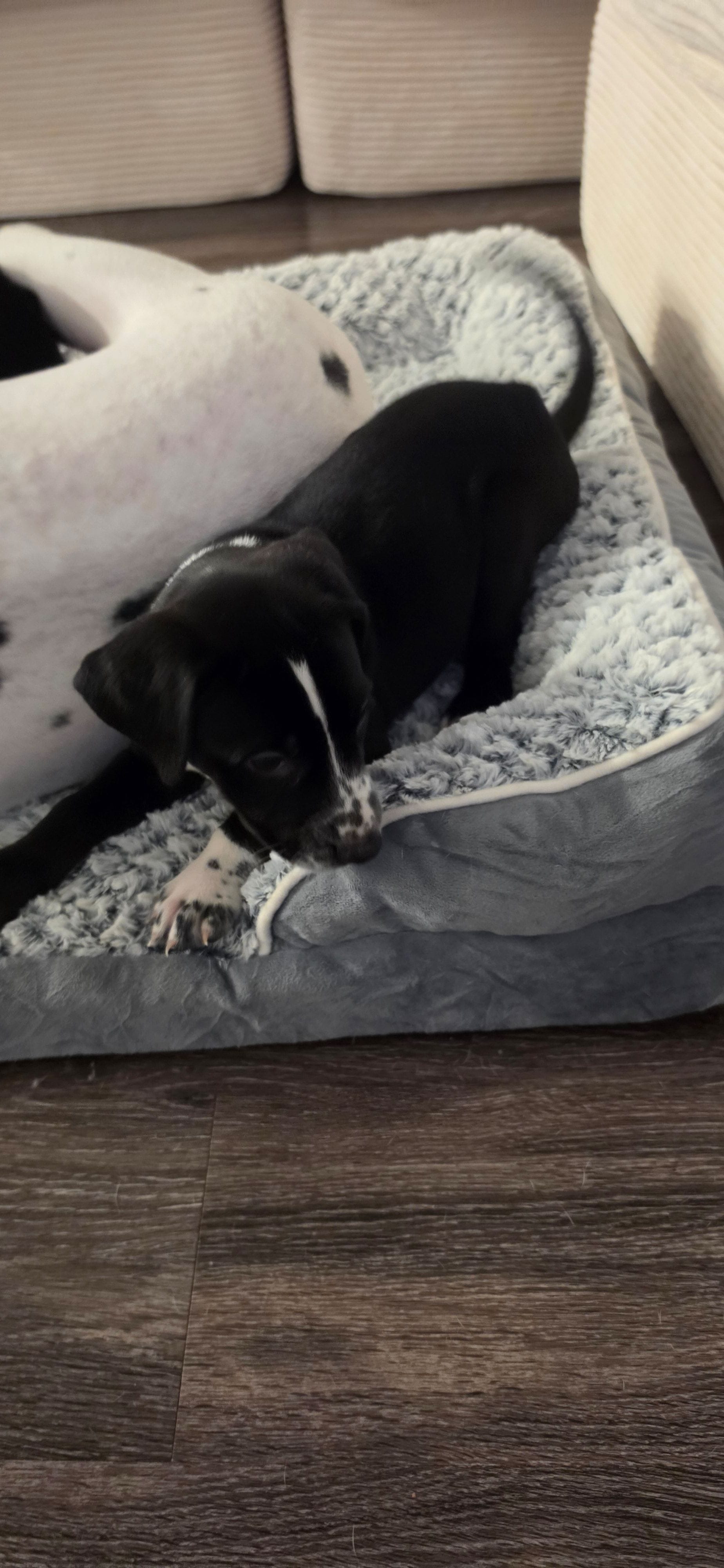 Red – Dalmatian, Siberian Husky puppy for sale in Tampa, FL