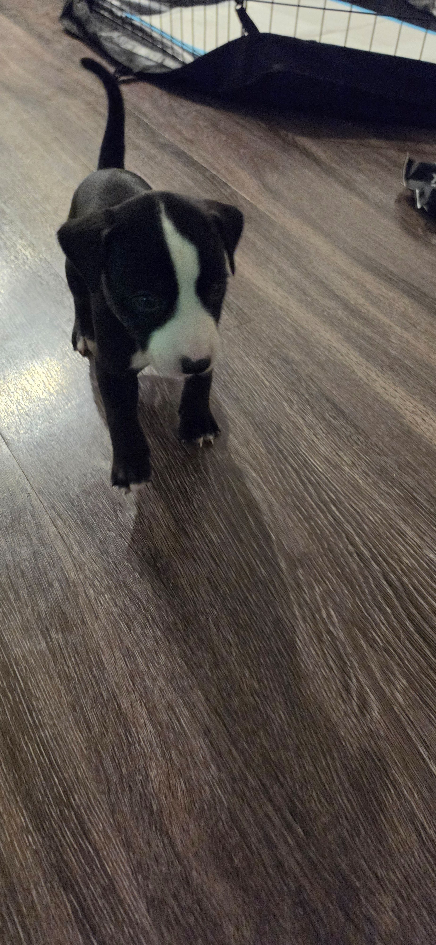 Green – Dalmatian, Siberian Husky puppy for sale in Tampa, FL