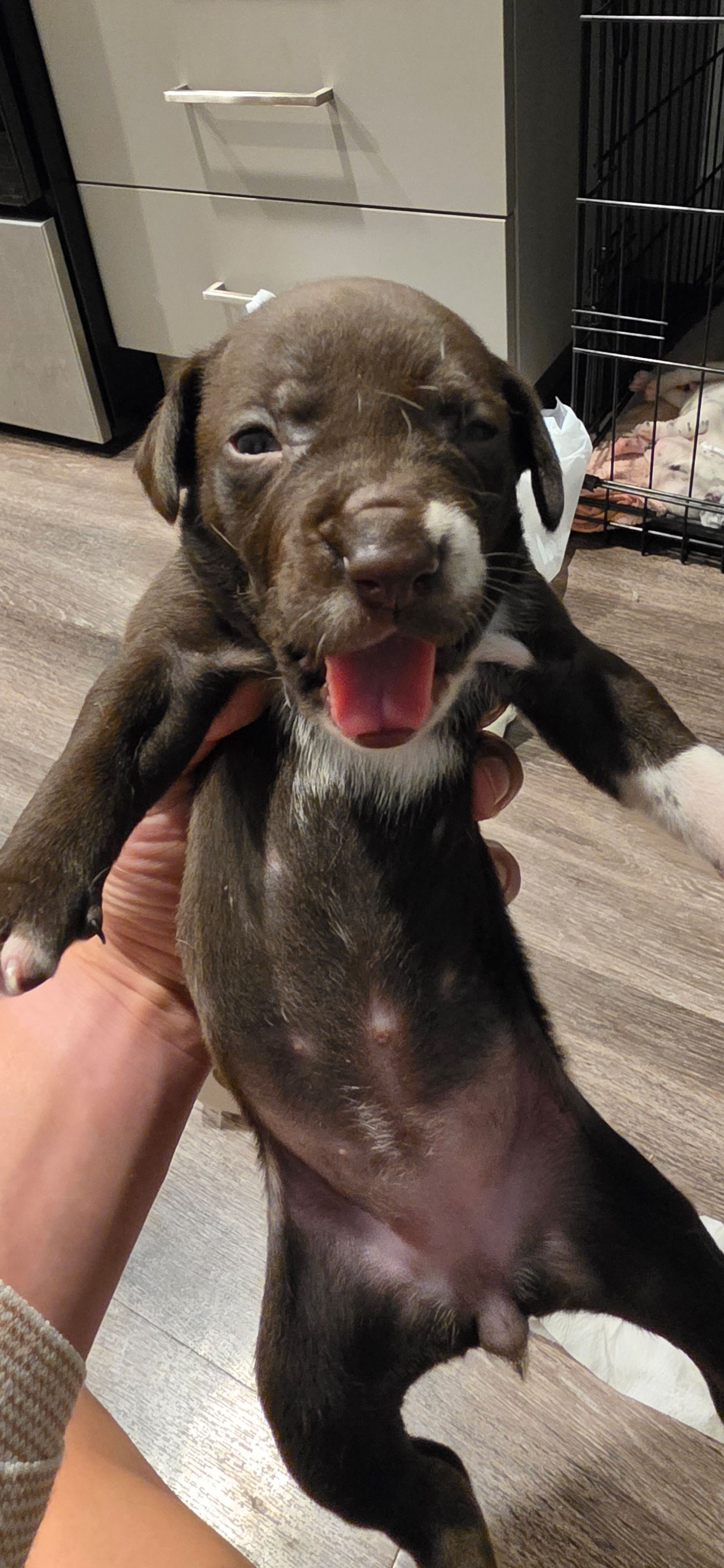 Blue – Dalmatian, Siberian Husky puppy for sale in Tampa, FL