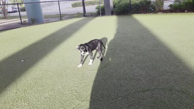 Khaki, a female Dalmatian and Siberian Husky for sale in Tampa, FL – 2 of 8