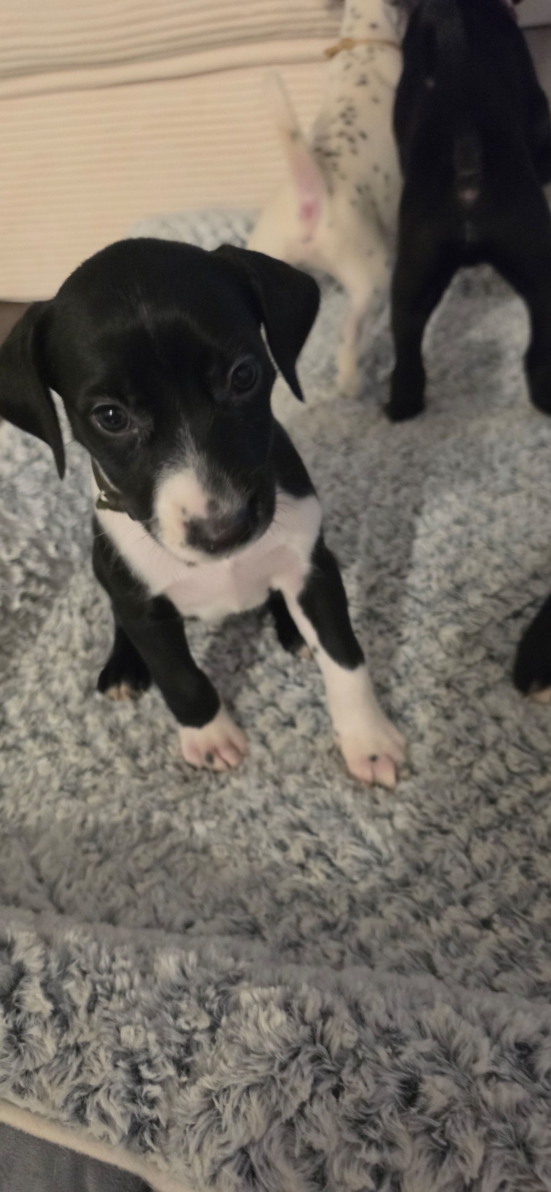 Khaki – Dalmatian, Siberian Husky puppy for sale in Tampa, FL