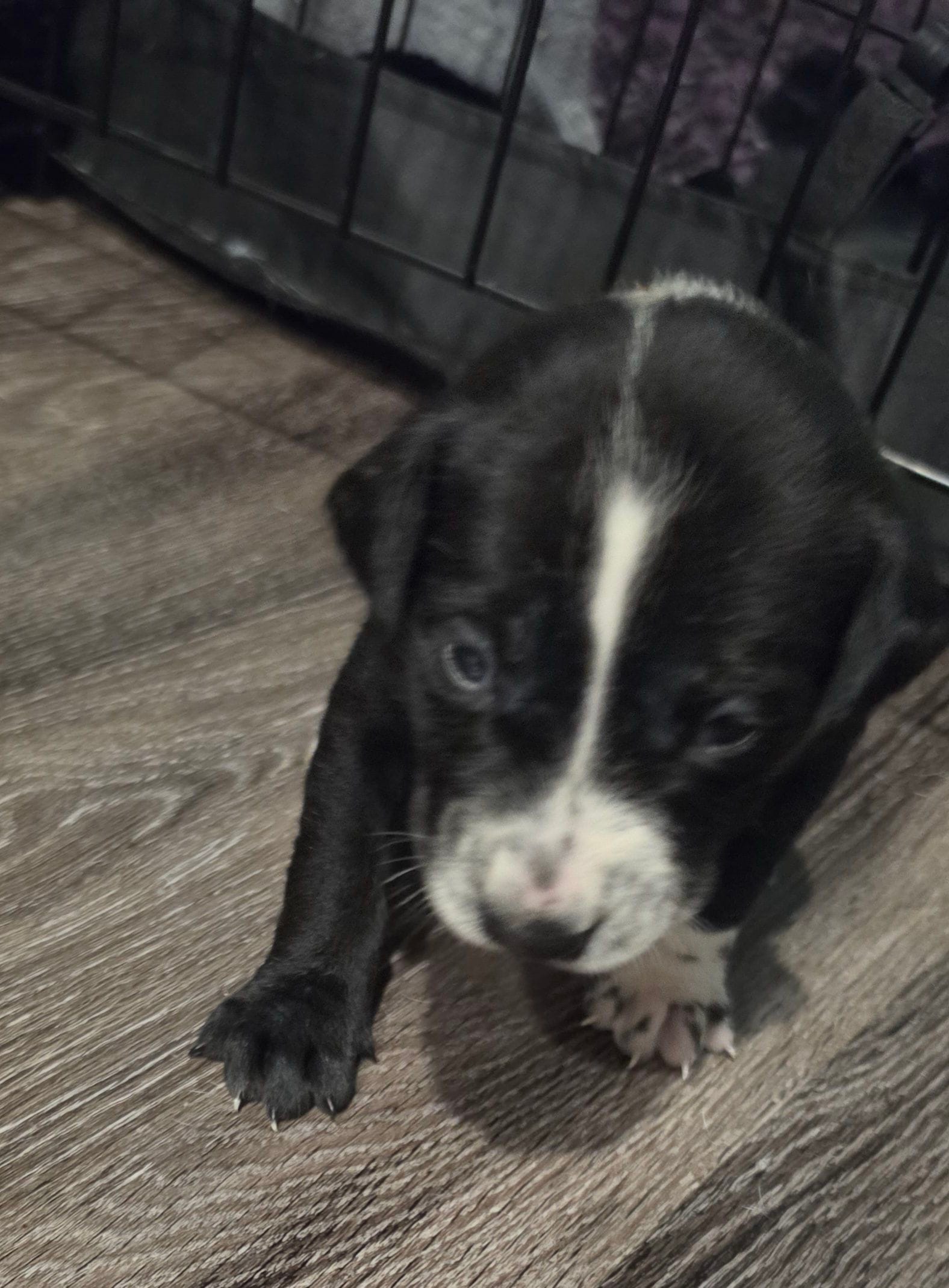 Red – Dalmatian, Siberian Husky puppy for sale in Tampa, FL