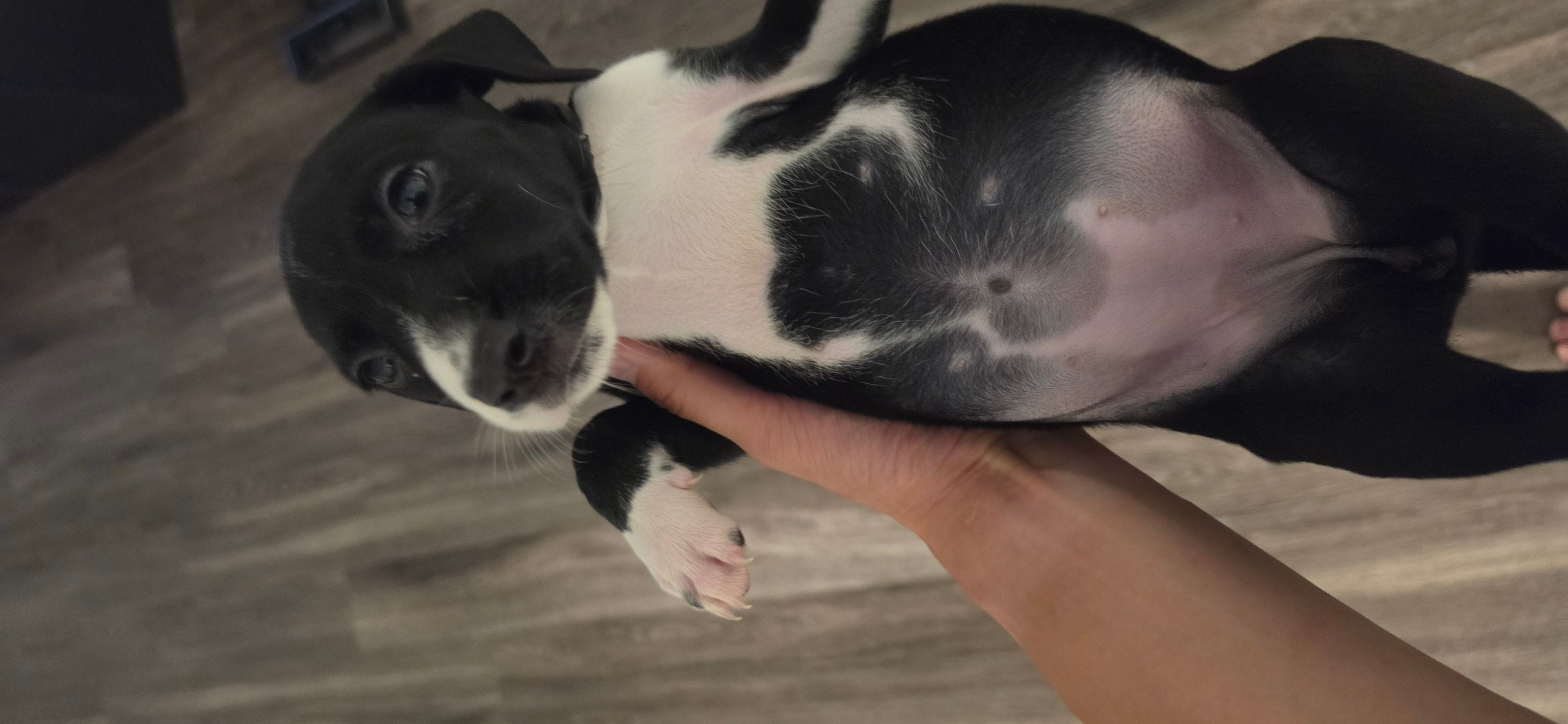 Khaki – Dalmatian, Siberian Husky puppy for sale in Tampa, FL