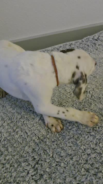 Yamo, a male Dalmatian and Siberian Husky for sale in Tampa, FL – 6 of 7